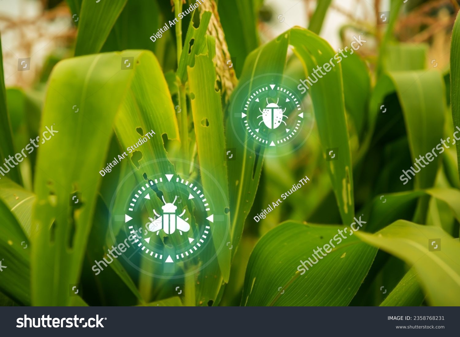 Corn fields perspective with pest and insect, corn plantation field, Growing plants and Agriculture industry concept. #2358768231