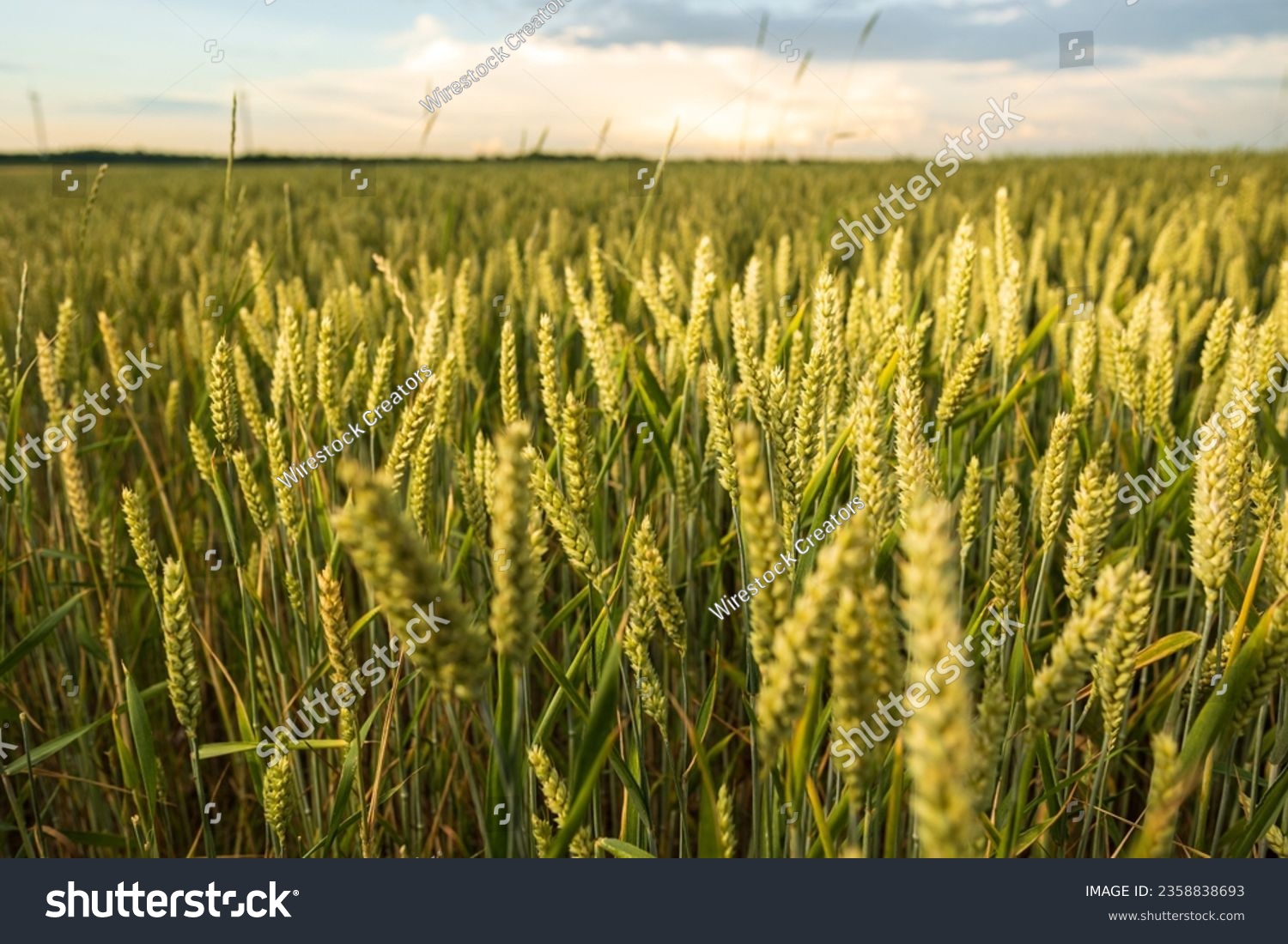 Scenic view of common wheat field on a sunny day #2358838693