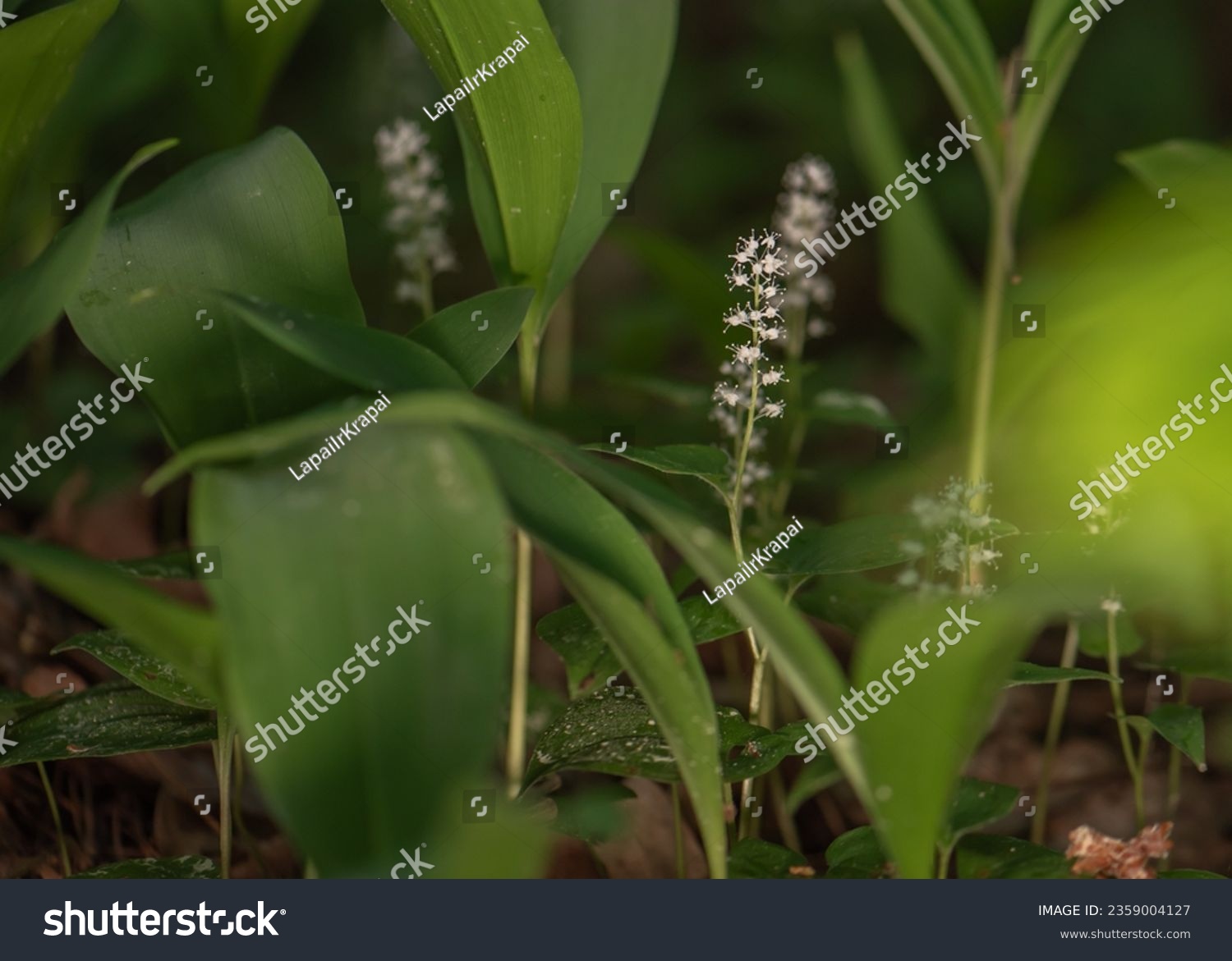 Maianthemum bifolium or false lily of the valley or May lily is often a localized common rhizomatous flowering plant. Growing in the forest. #2359004127