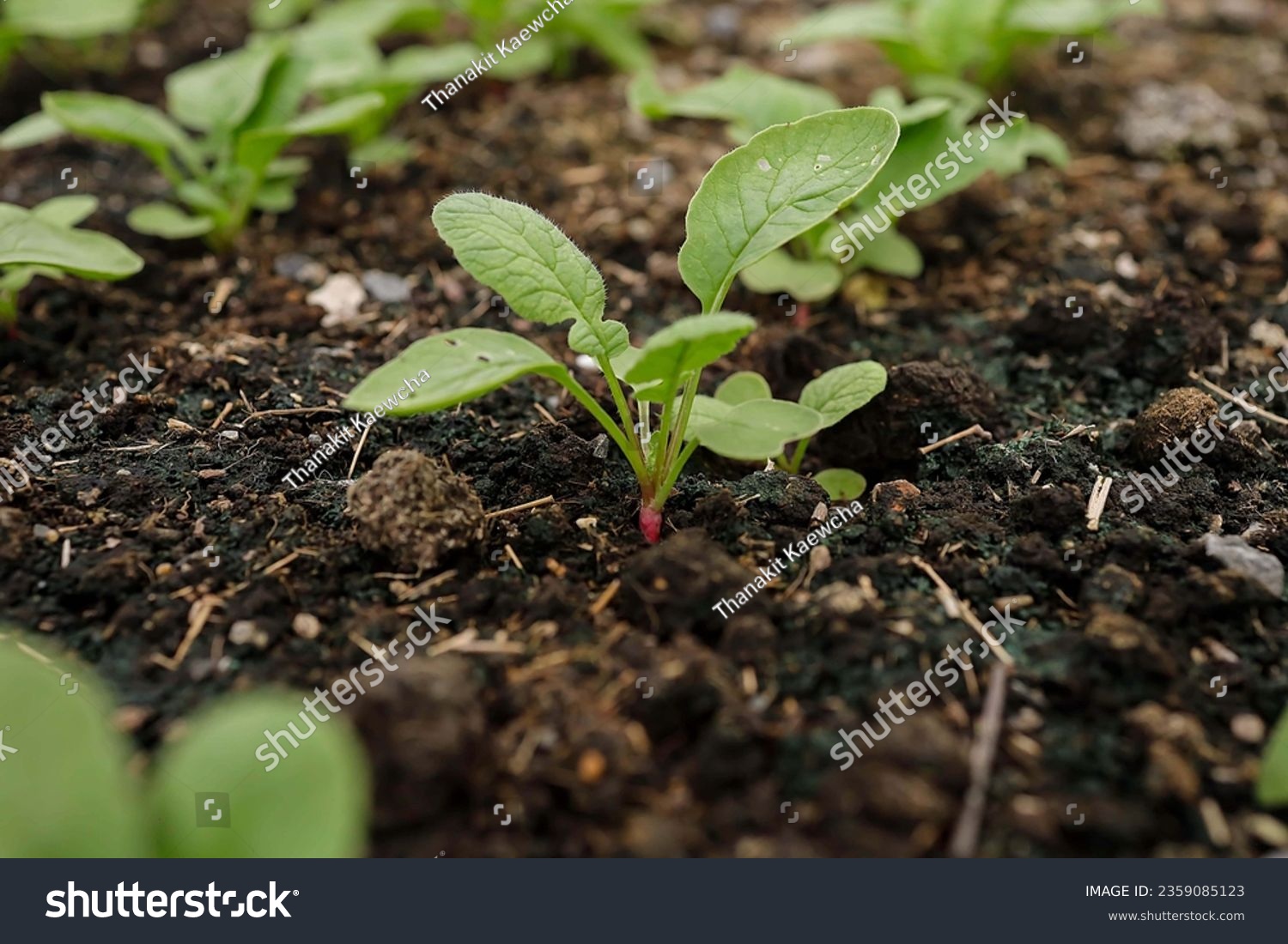 Organic vegetable cultivation Raised bed gardening  #2359085123