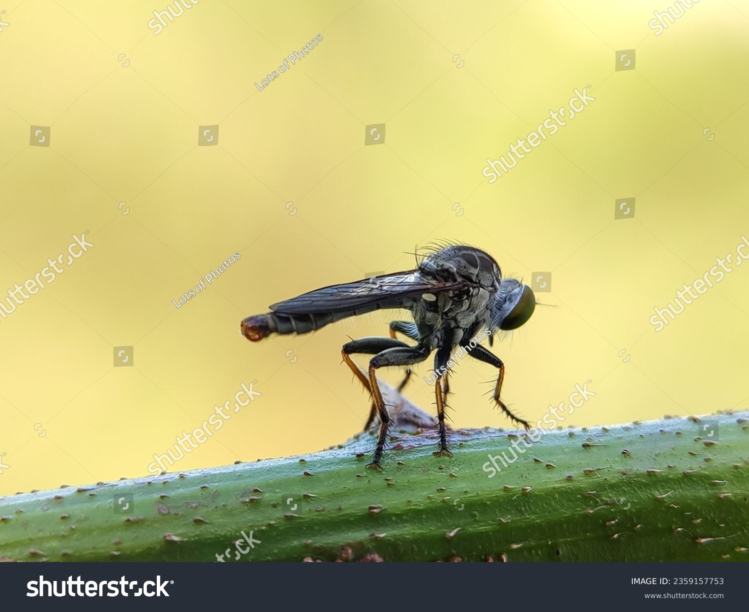 Macro photography of a robber fly. The Asilidae are the robber fly family, also called assassin flies. Robber Fly Standing on a twig. #2359157753