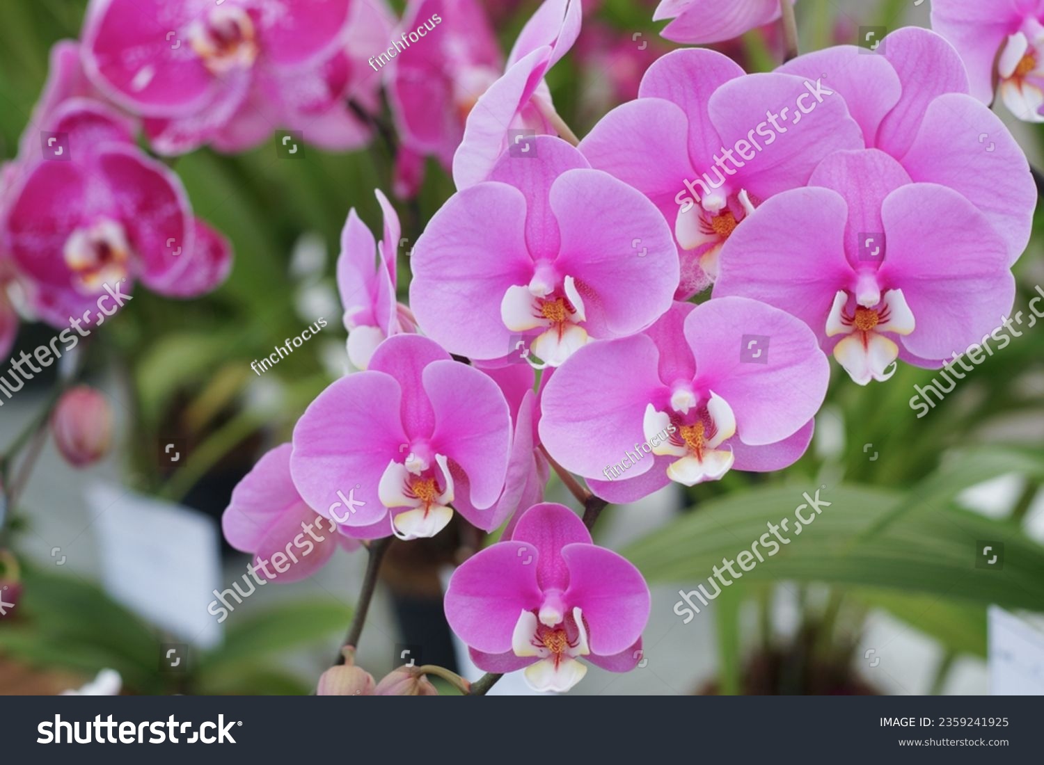 Natural background with the beautiful orchids vibrant phalaenopsis at Nursery orchids in Thailand. Orchids and garden on nature background ideas concept.  Selective focus, free copy space. #2359241925