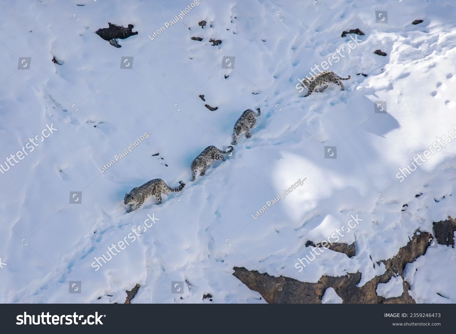 Snow leopard mother with snowleopard cubs, in snow white winter background in Himalayan mountain of Spiti valley snow leopard expedition , himachal pradesh , India. #2359246473