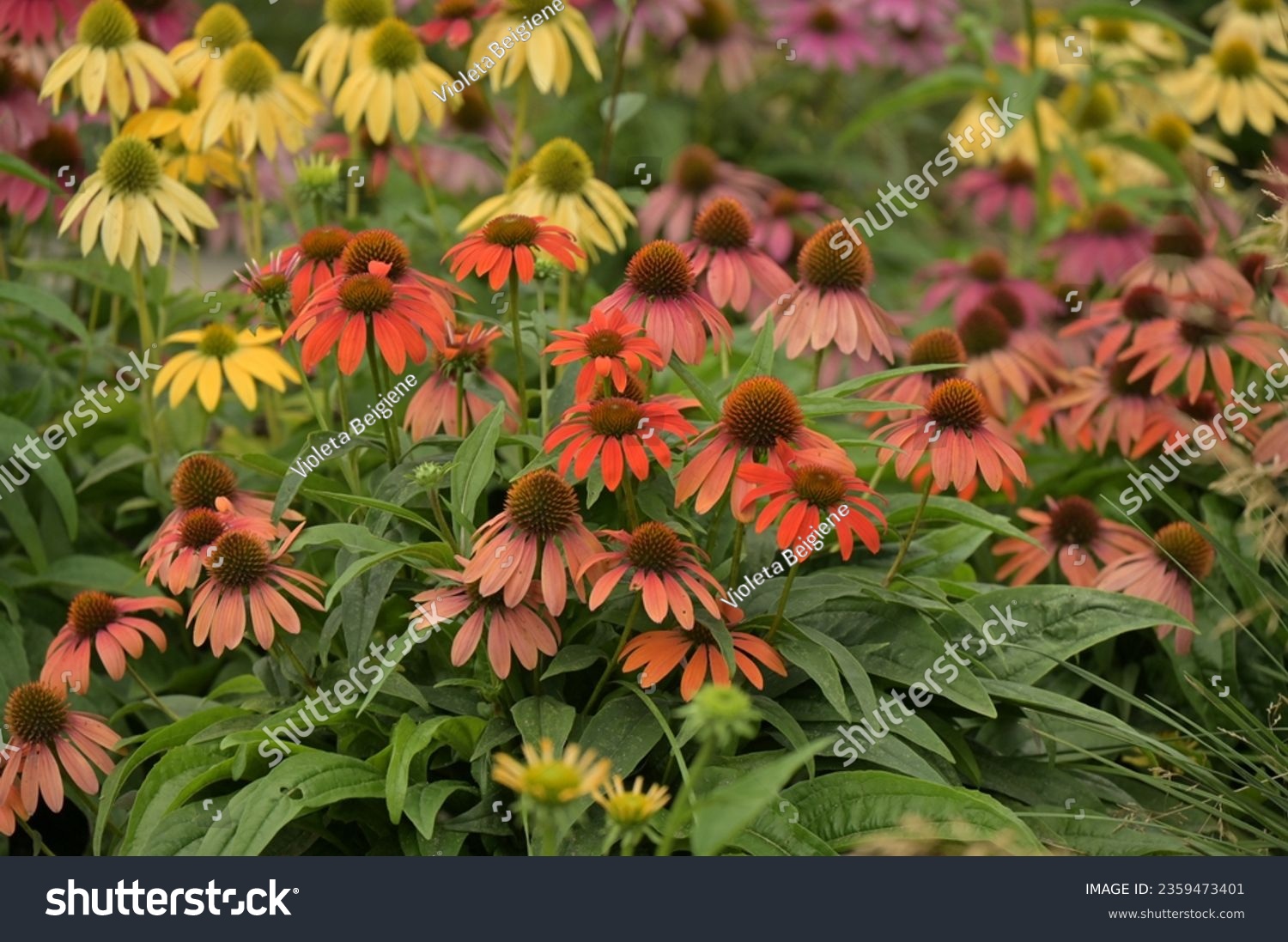 the flower garden of the city of echinacea blooming in pure colors #2359473401