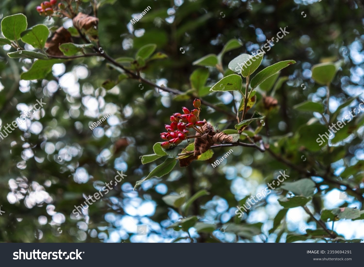 It resembles a type of viburnum that has entered the fruiting period. It could be the wayfaring tree aka mealytree. (Viburnum Lantana?) #2359694291