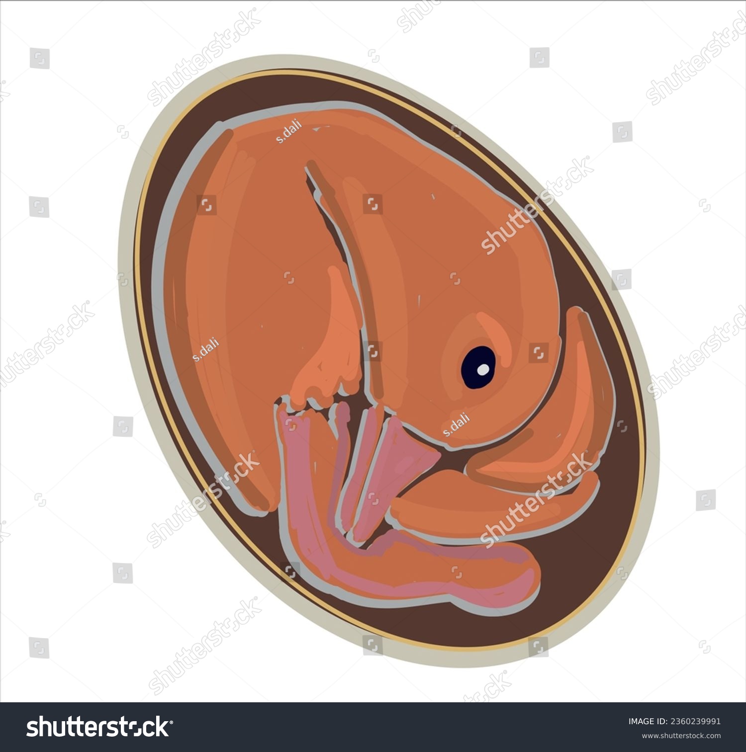 Life cycle of duck vector. Developmental process - Royalty Free Stock ...