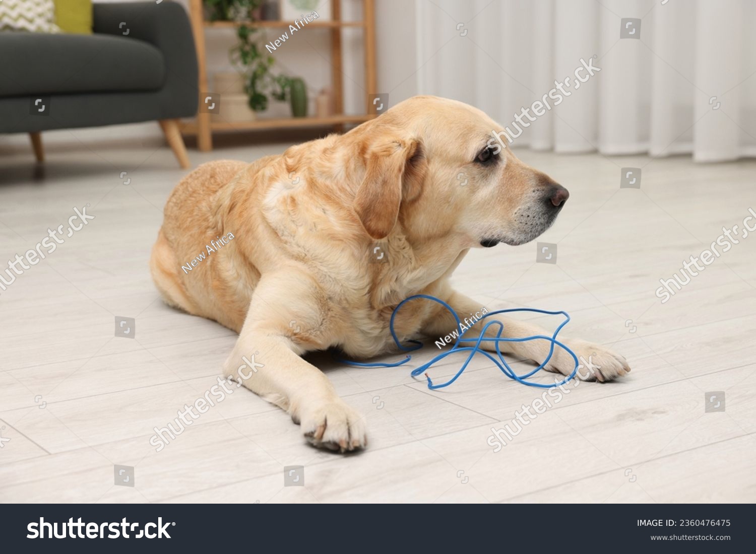 Naughty Labrador Retriever dog near damaged electrical wire at home #2360476475