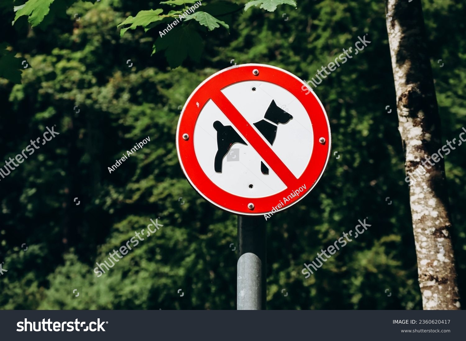 Dog prohibition sign, with tree foliage background, Bavaria, Germany #2360620417