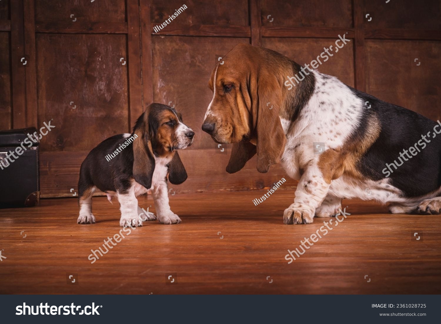 One Basset puppy and adult dog on a brown leather sofa in an expensive wooden parquet at office near fireplace. Basset in a stylish interior in retro vintage style #2361028725