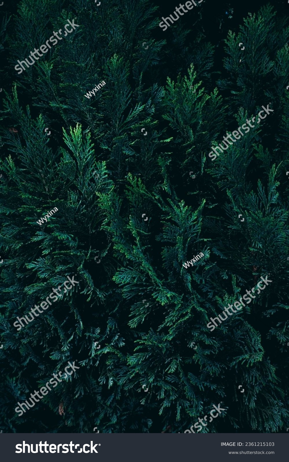 A close up of evergreen Thuja tree branches #2361215103