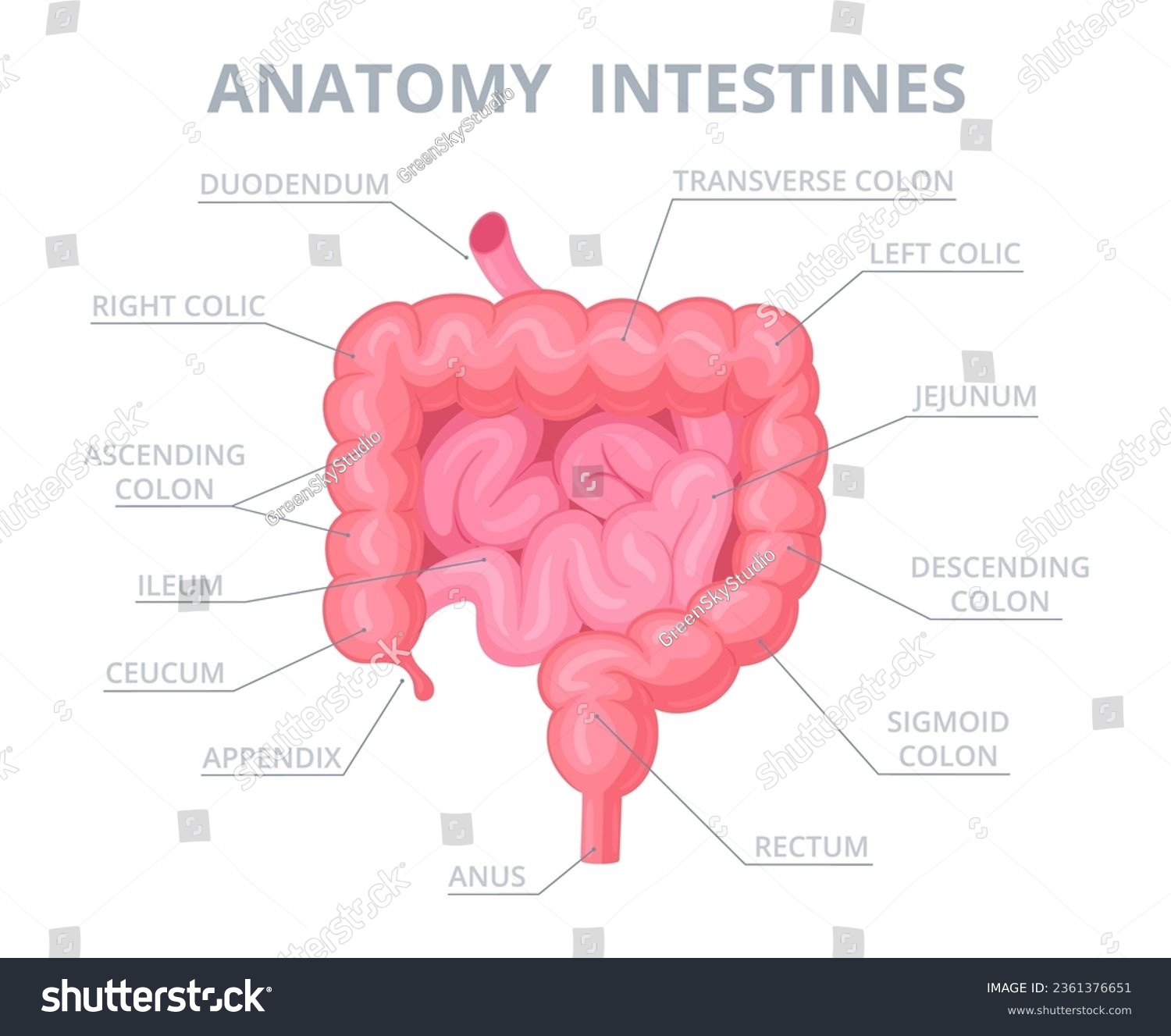 Human intestine structure. Cartoon internal - Royalty Free Stock Vector ...