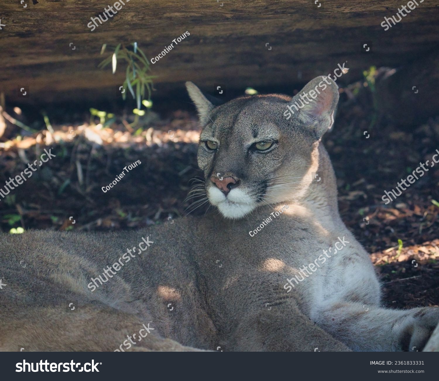  Puma concolor, is a carnivorous mammal from the Felidae family which lives in forests, mountains and deserts throughout America and South Americain in the Paris zoologic park #2361833331
