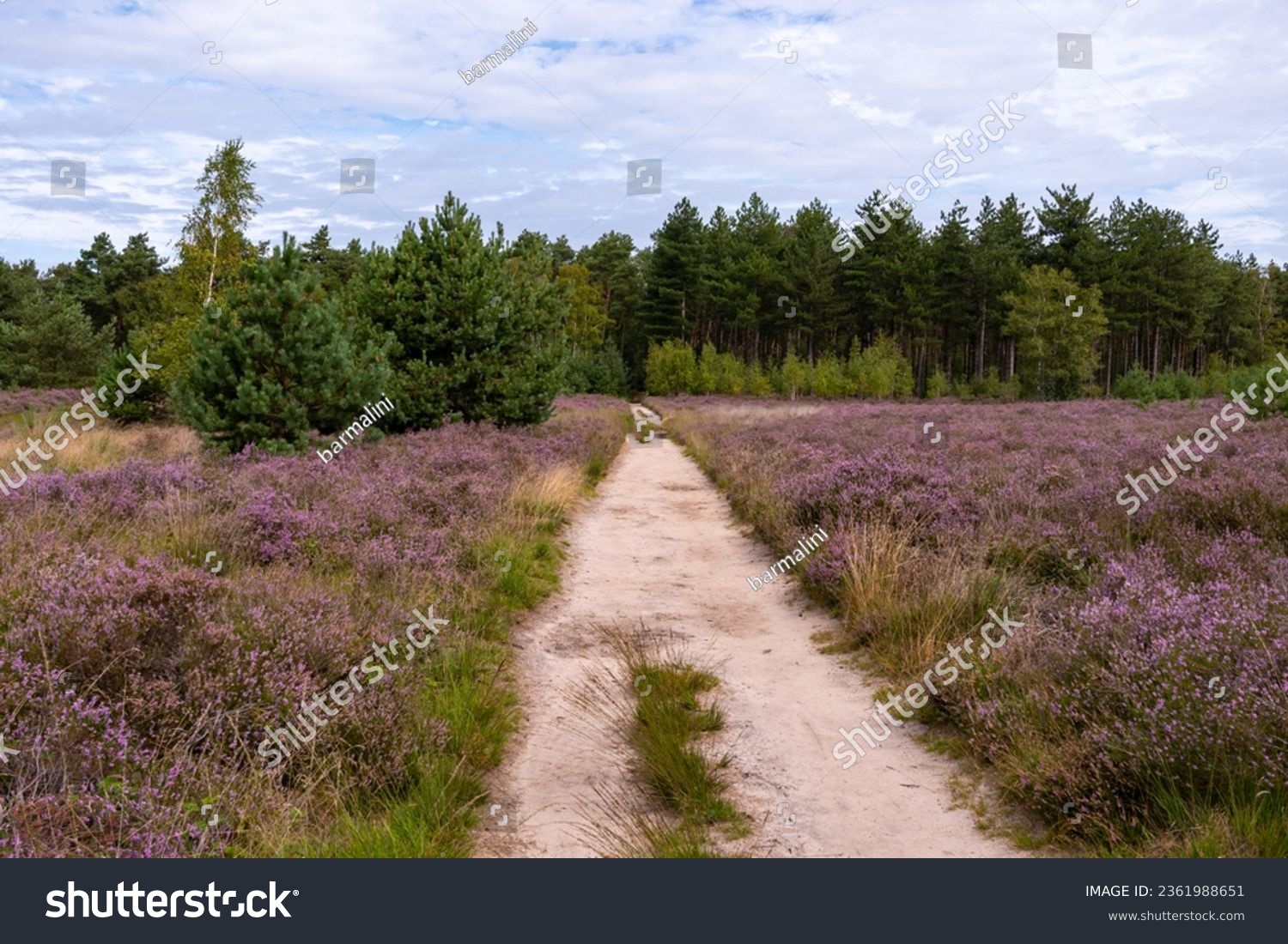 Nature background, green lung of North Brabant, pink blossom of heather plants in Kempen forest in August, the Netherlands #2361988651