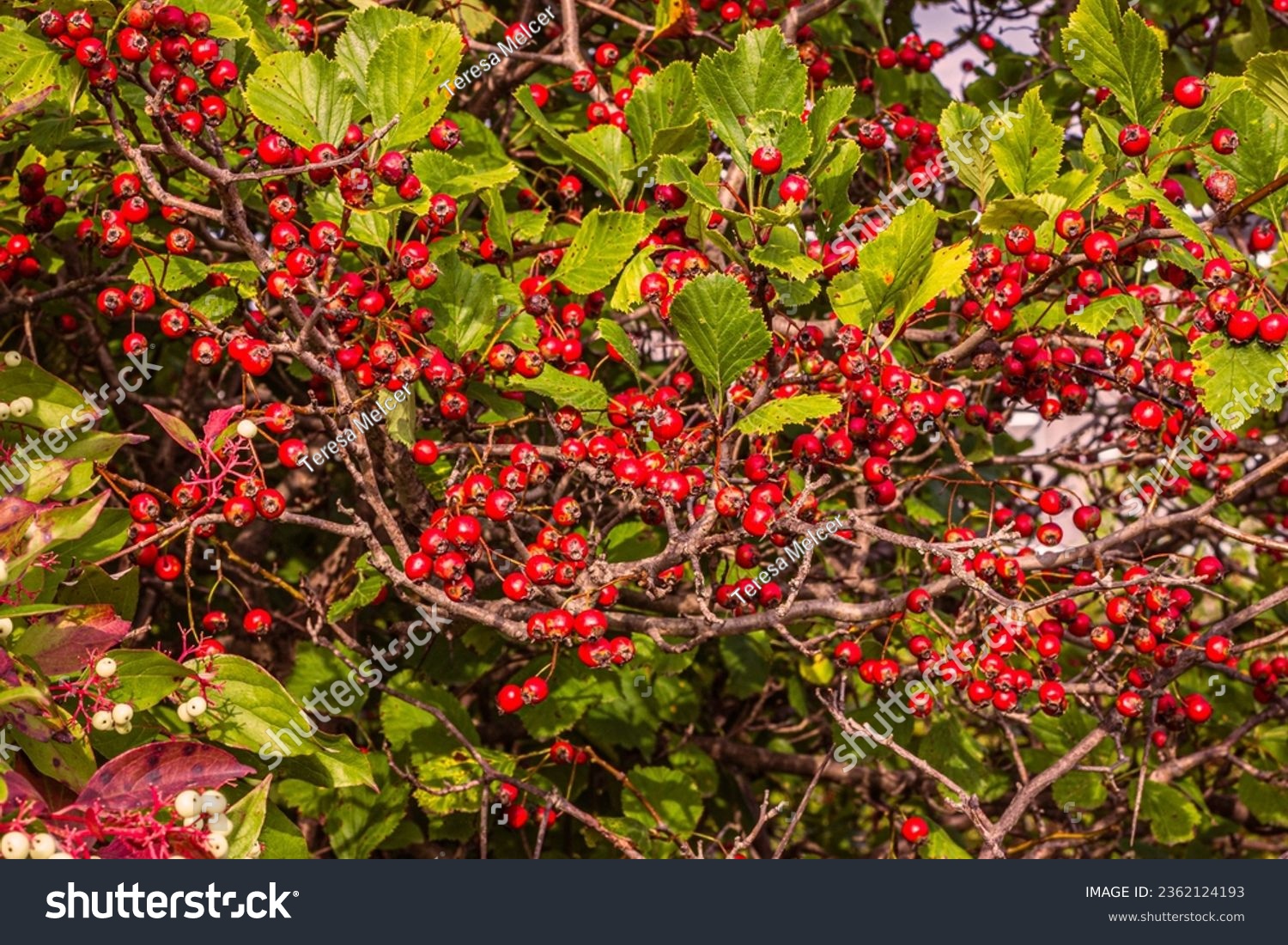  bush with red berries in autumn garden. Red fruits of Crataegus monogyna; known as hawthorn or single-seeded hawthorn; autumn background; autumn concept #2362124193