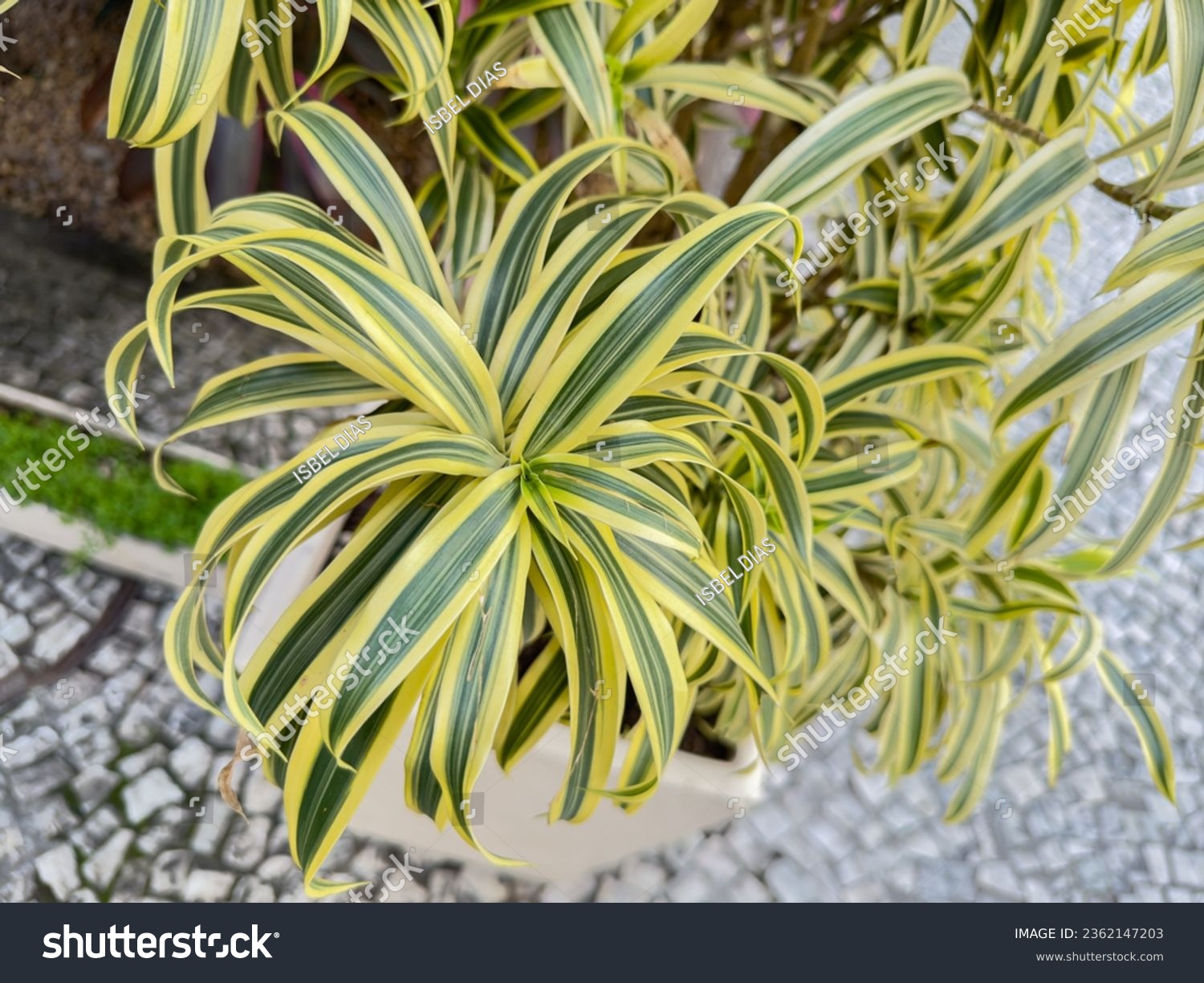 Leaves of Dracaena reflexa commonly called Indian song or pleomele. Planted in a large pot, it decorates the sidewalk. #2362147203