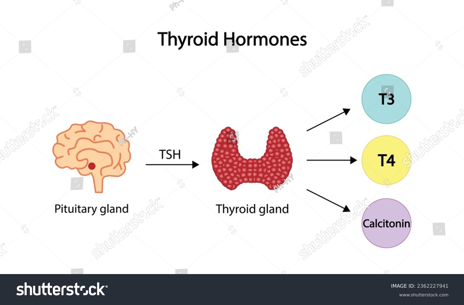 Thyroid gland, Thyroid hormones. T3 - Royalty Free Stock Vector ...