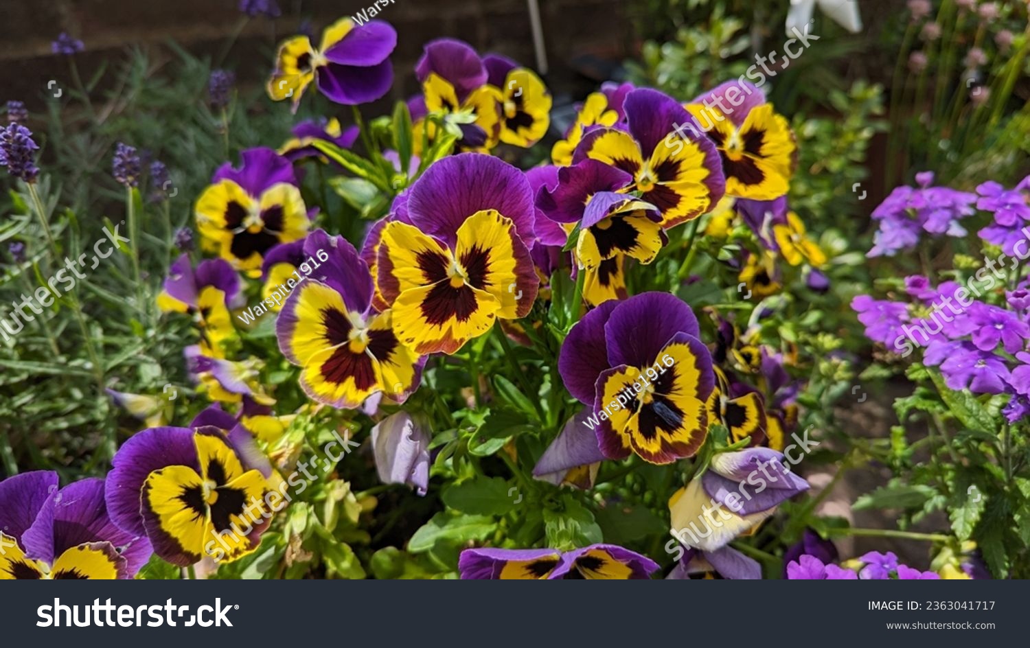 Pansy's within a English Garden #2363041717