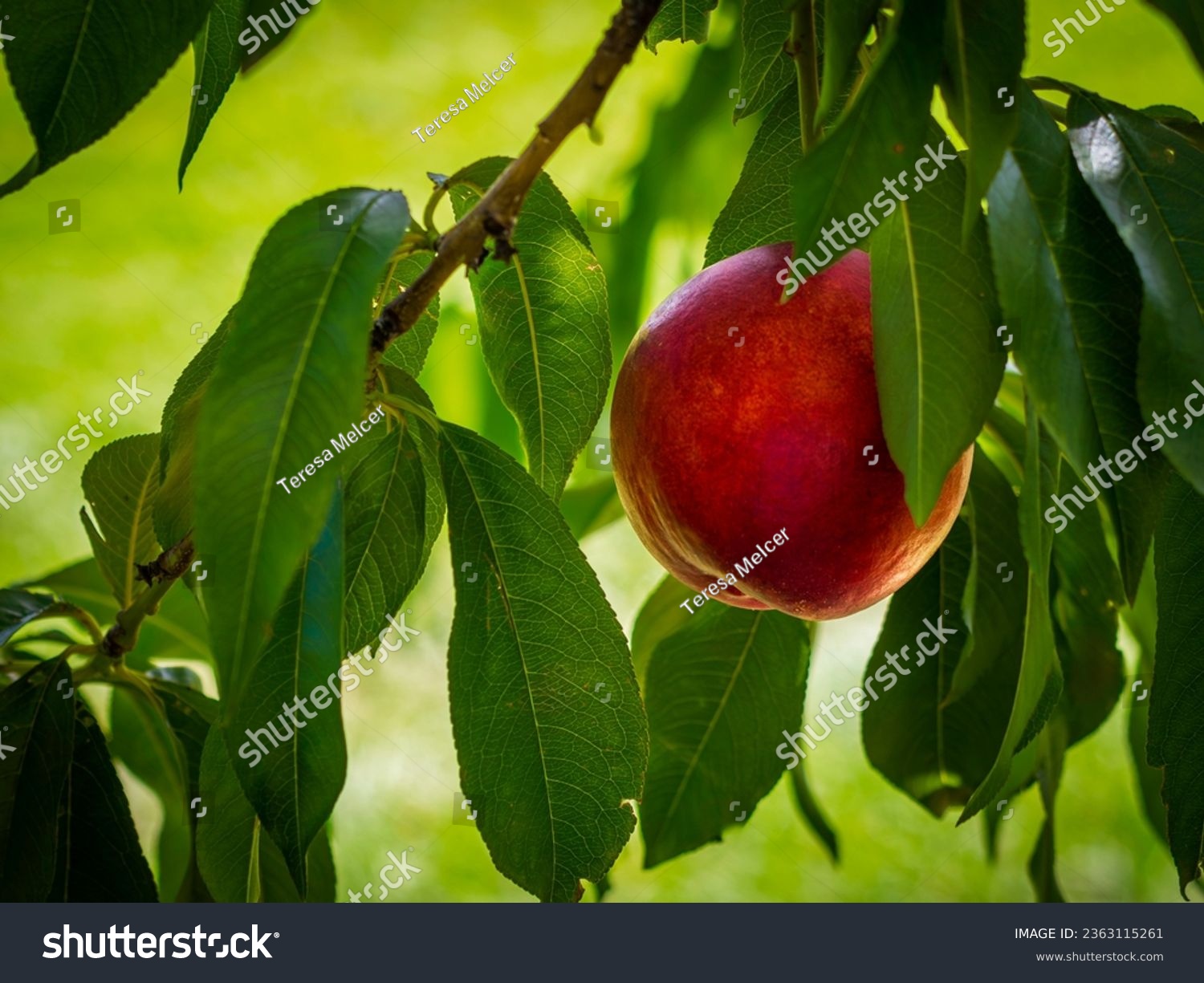  nectarine fruit  grows on tree in sunlight #2363115261