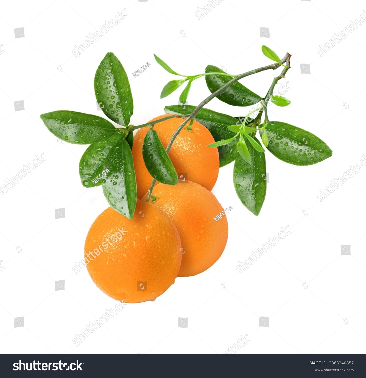 Fresh orange fruit hang on tree branch with green leaves isolated on white background. #2363240857