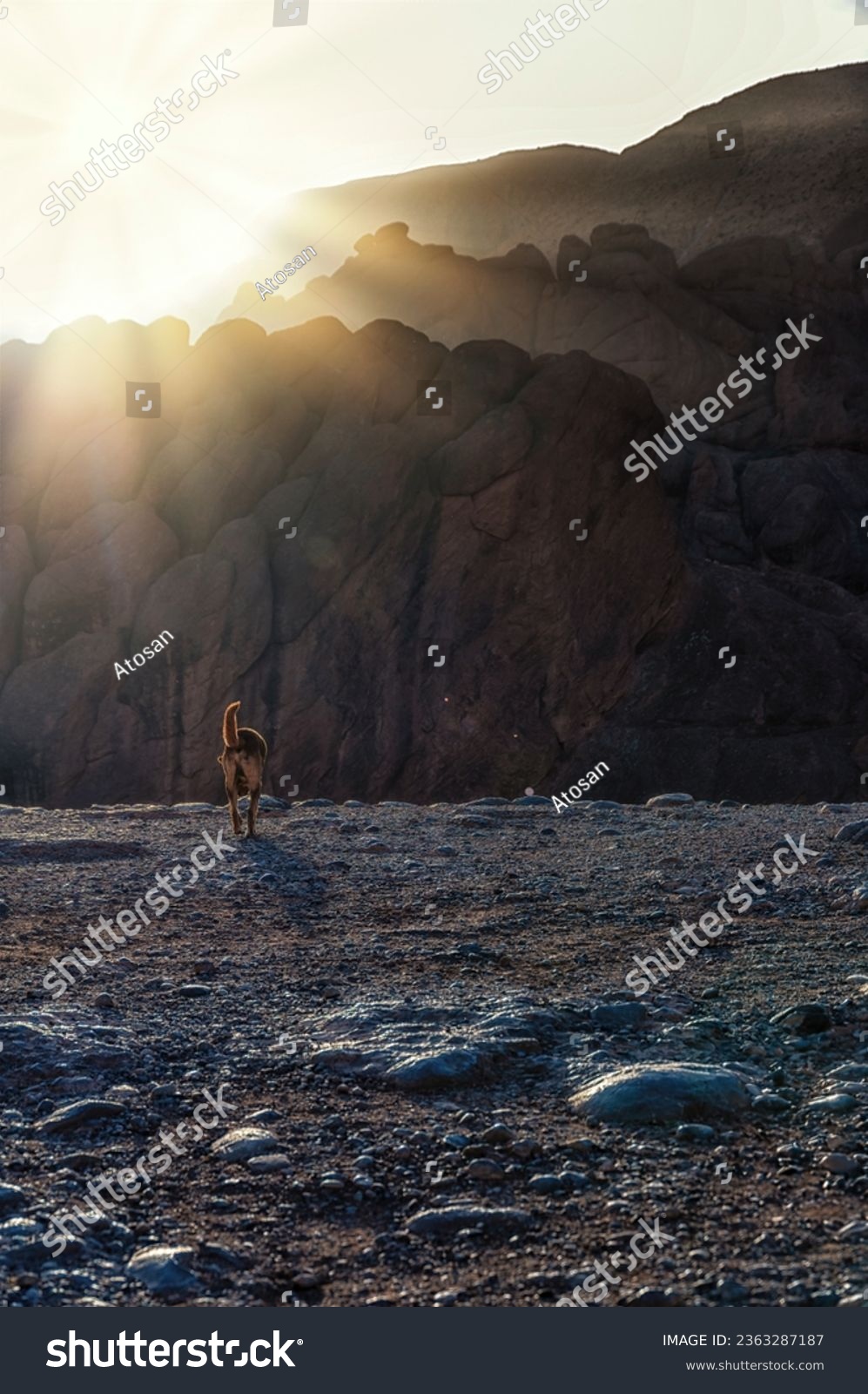 A Single dog walks towards the Monkey fingers Mountain ridge, Morocco #2363287187
