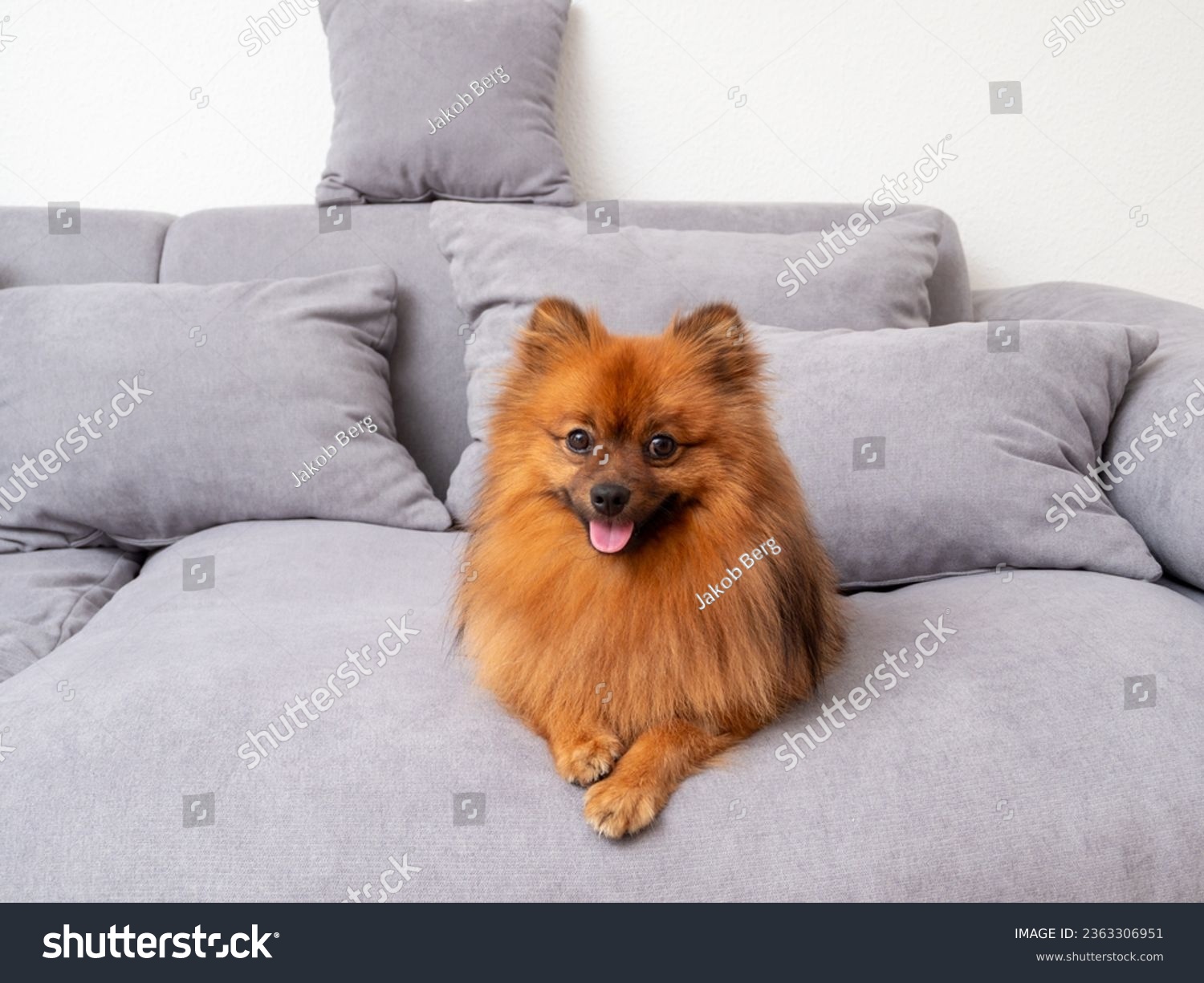 A red Spitz lies on a gray sofa. Red dog on the sofa. #2363306951