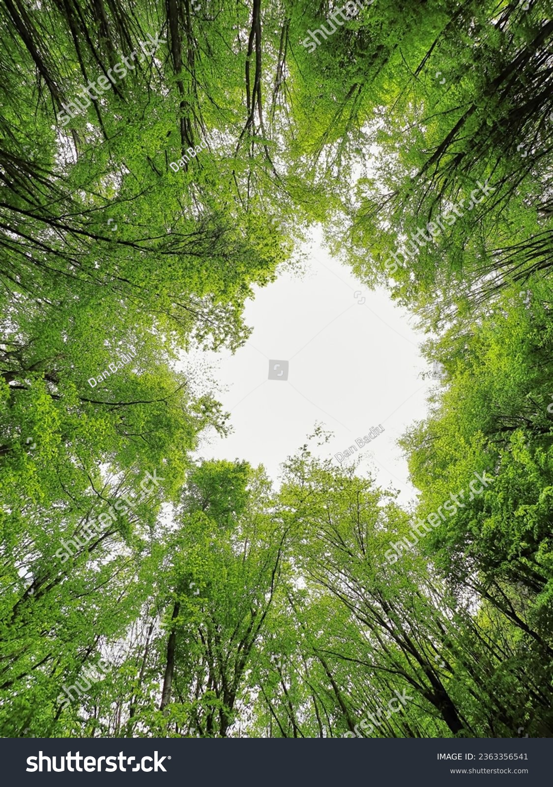 Looking up Green forest. Trees with green Leaves, white sky and sun light. Bottom view background #2363356541