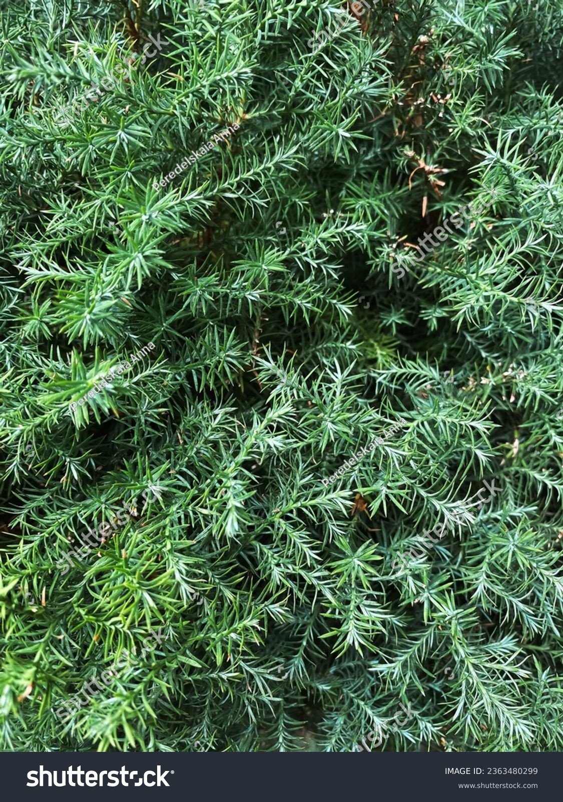 Intricate texture pattern showcasing the distinctive scales of common juniper, presenting a detailed look into the natural design of this evergreen shrub. #2363480299