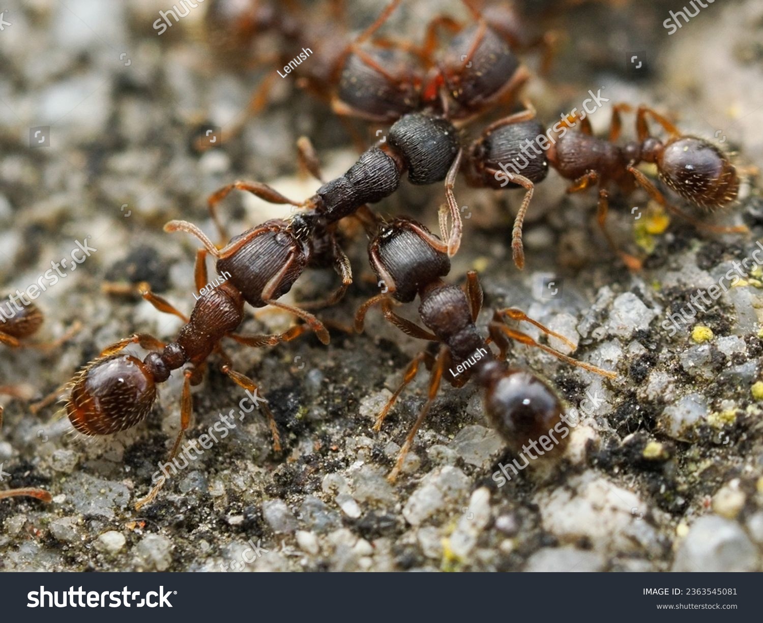 Tetramorium immigrans, aka immigrant pavement ant is an ant native to Europe #2363545081