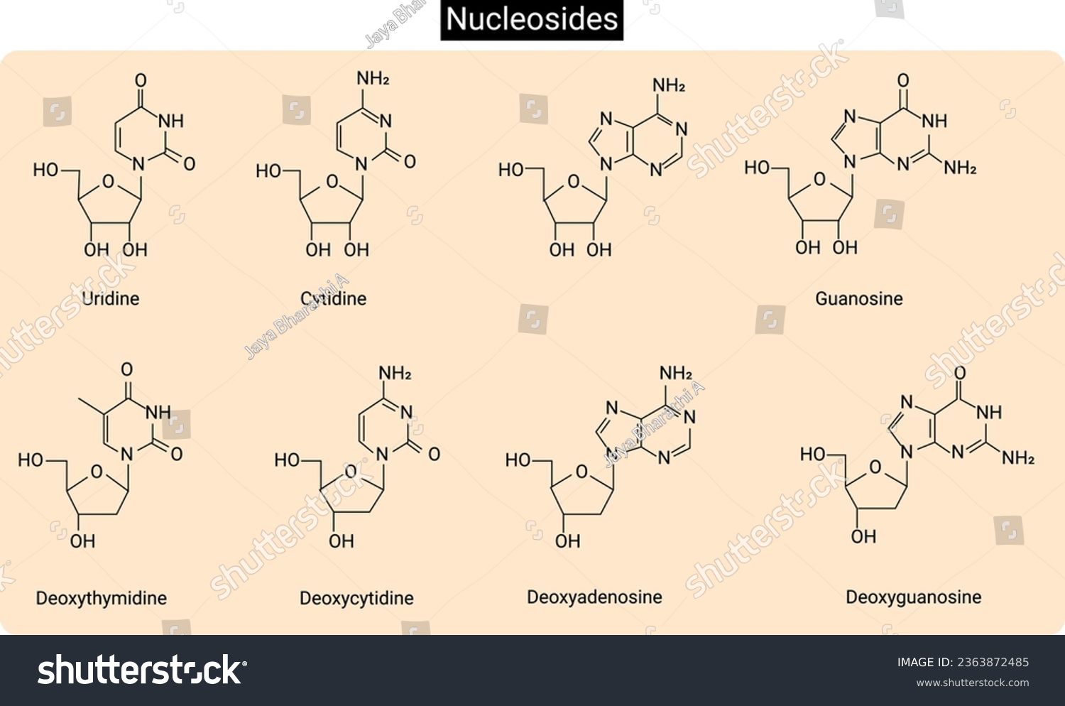 A nucleoside is a purine or a pyrimidine - Royalty Free Stock Vector ...