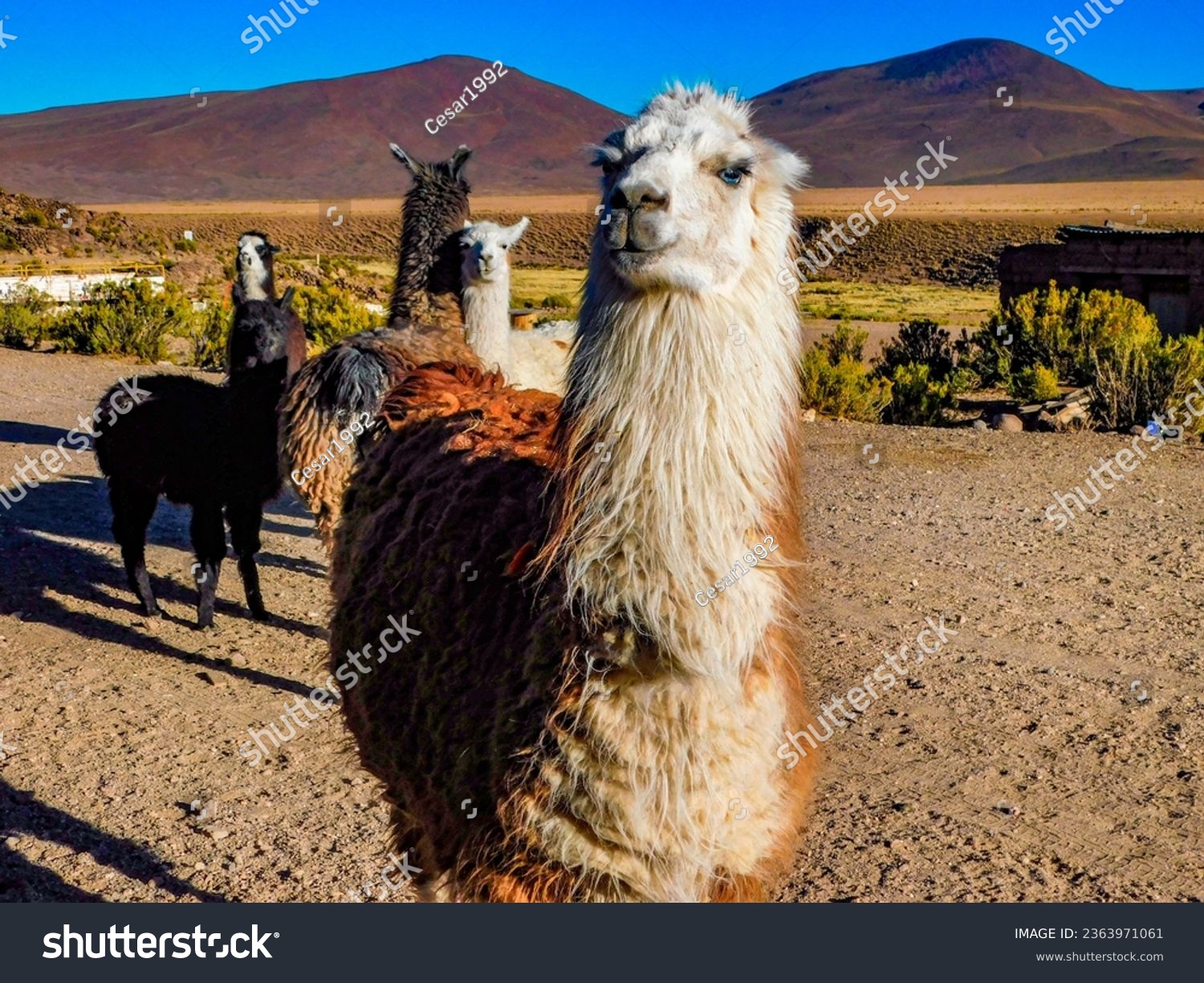 Llamas (Lama glama) are domesticated South American camelids that are known for their economic and cultural importance in the Andean regions of South America. #2363971061