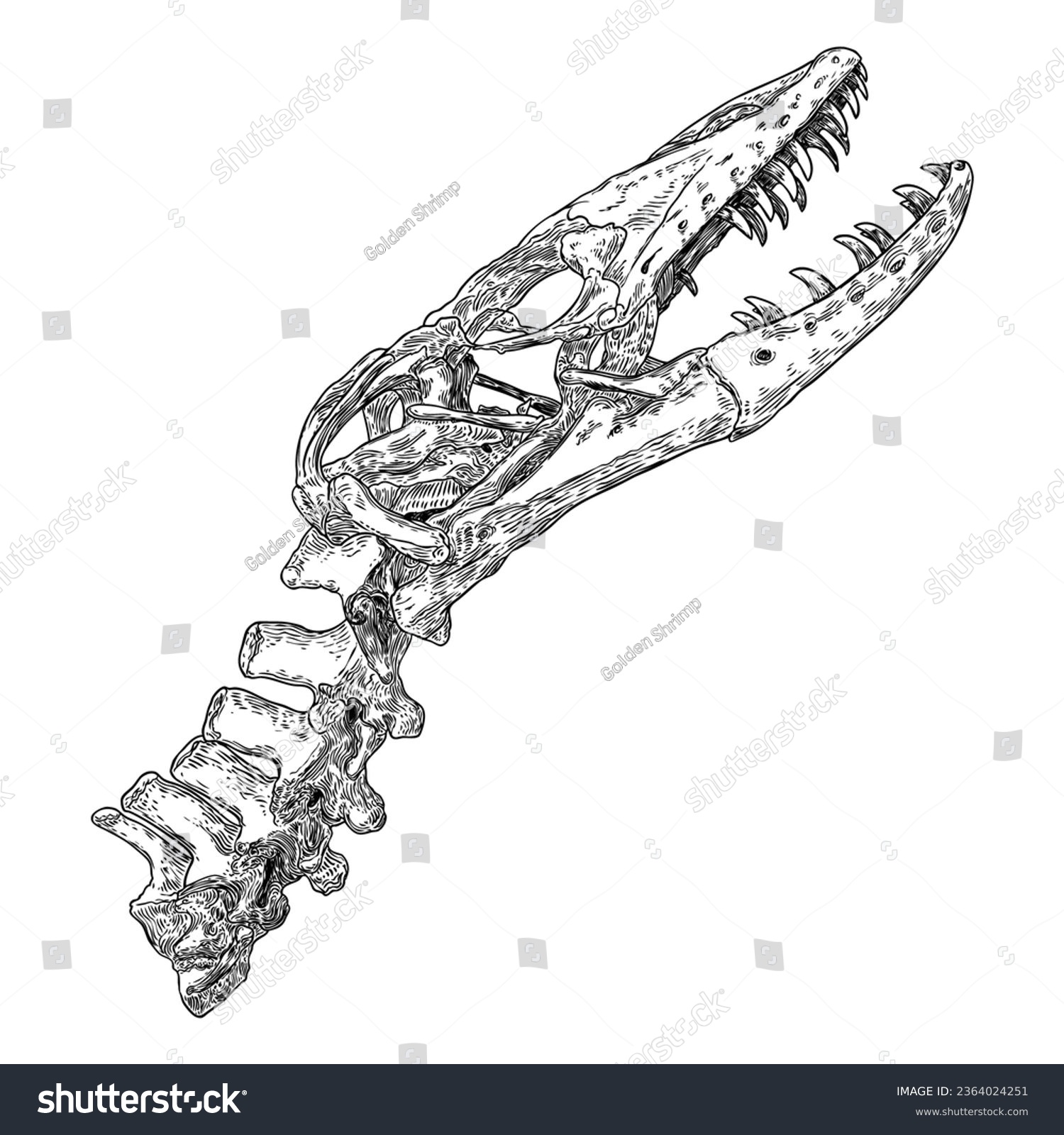 Komodo dragon lizard skull. Anguimorphs with big - Royalty Free Stock ...