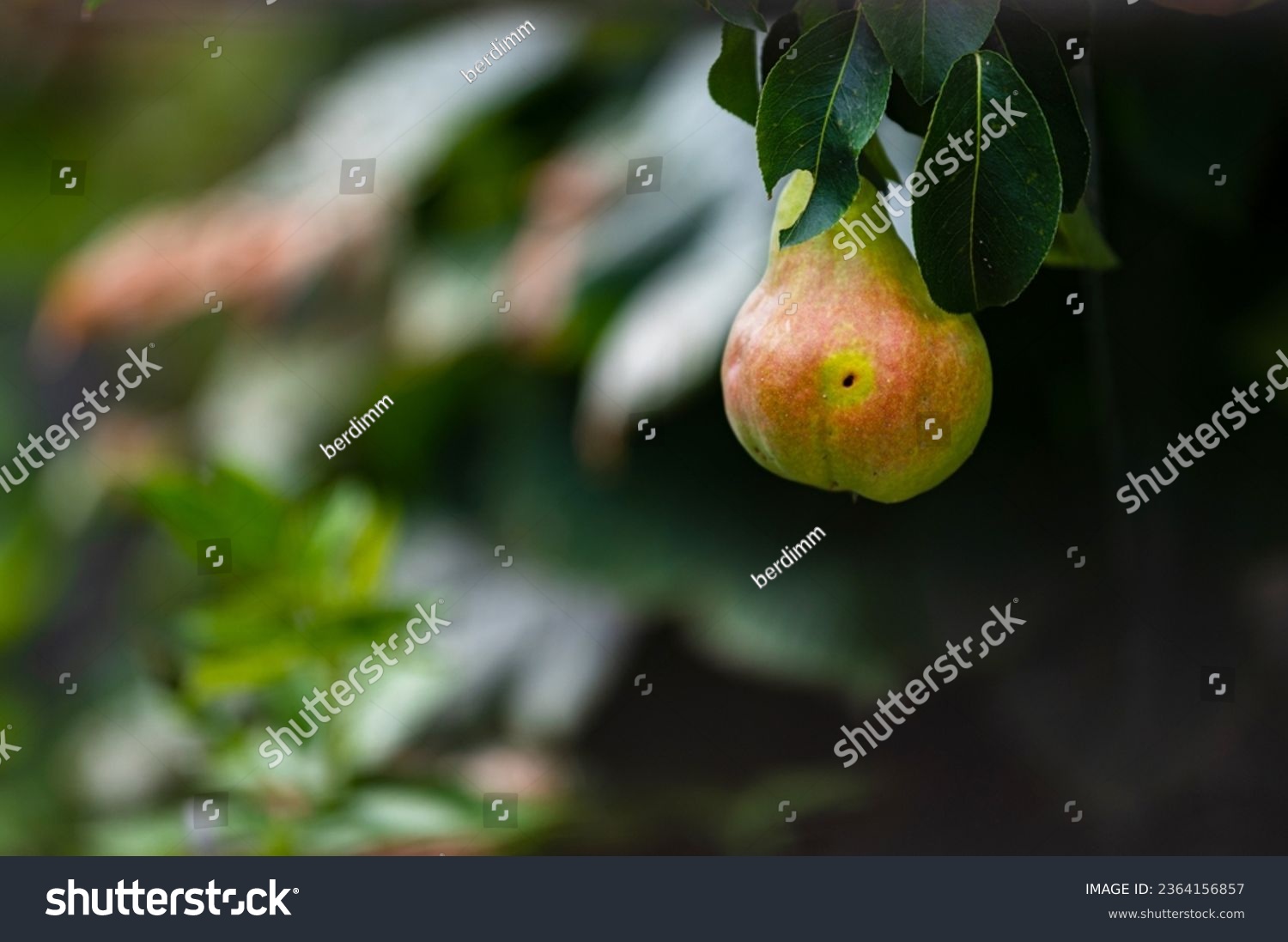 ripe juicy pear is hanging on branch in the garden. fruit is wormy, characteristic trace is visible on the side. In the background, blurred greenery of garden. concept of harvest and healthy nutrition #2364156857