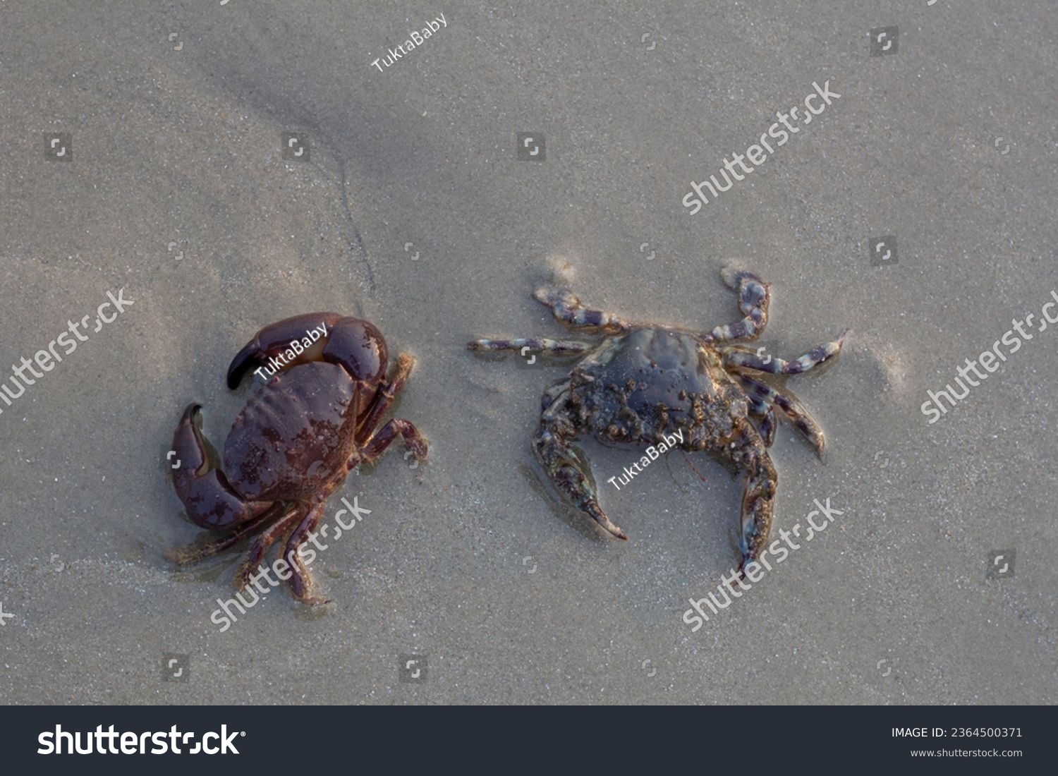 Top view of Blue swimming crab, horse crab, genus maja, Scylla serrata or Serrated Mud Crab on the sand beach. #2364500371