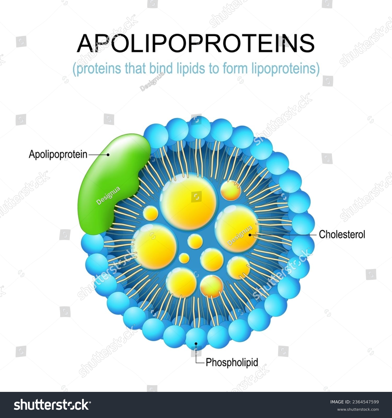 Apolipoprotein. Structure of a protein that bind - Royalty Free Stock ...