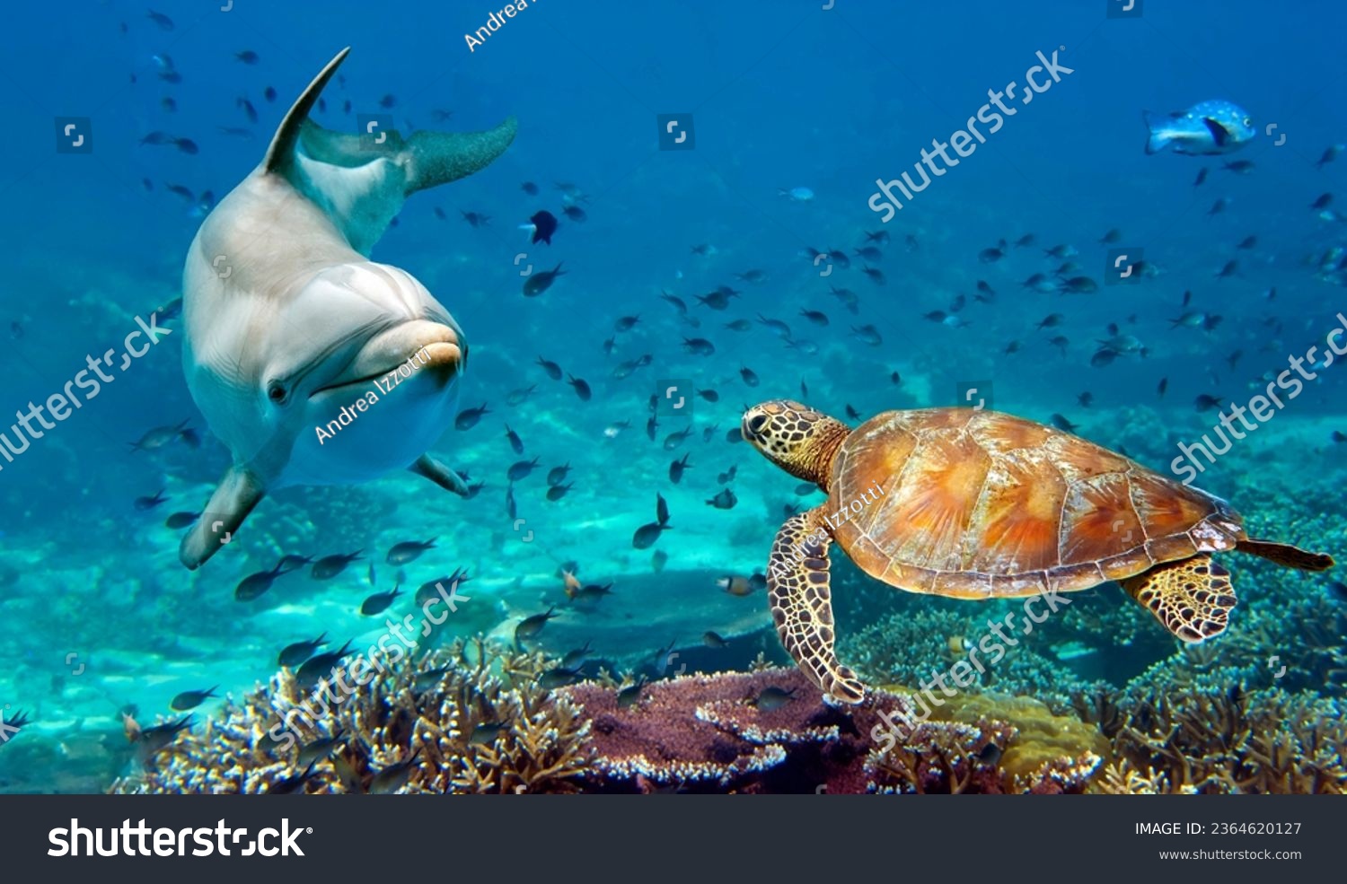 A Dolphin and Sea Turtle Underwater portrait close up while looking at you #2364620127