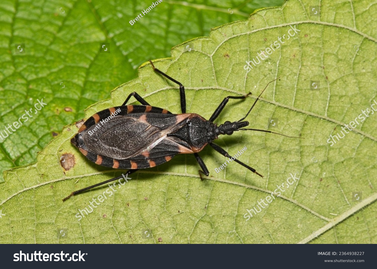 Eastern Bloodsucking Conenose Kissing Bug (Triatoma sanguisuga) on leaf, dangerous insect Chagas disease, pest control nature Springtime dorsal. #2364938227