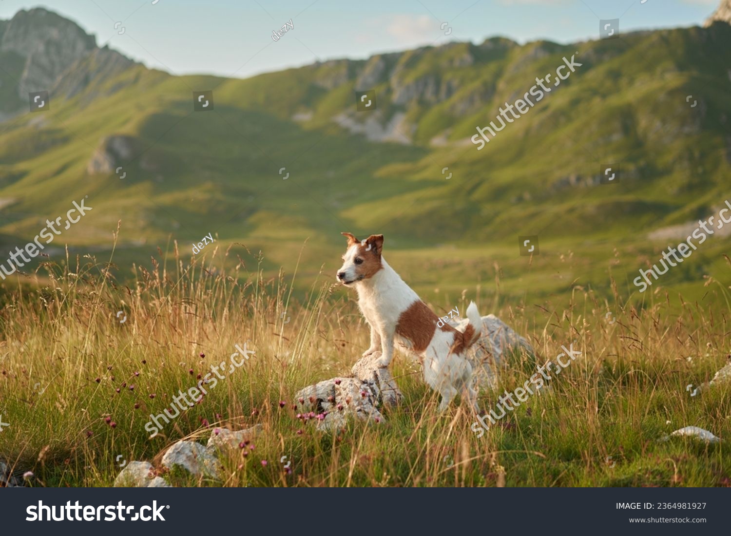 Travel dog in the mountains. Brave Jack Russell Terrier in nature.  #2364981927