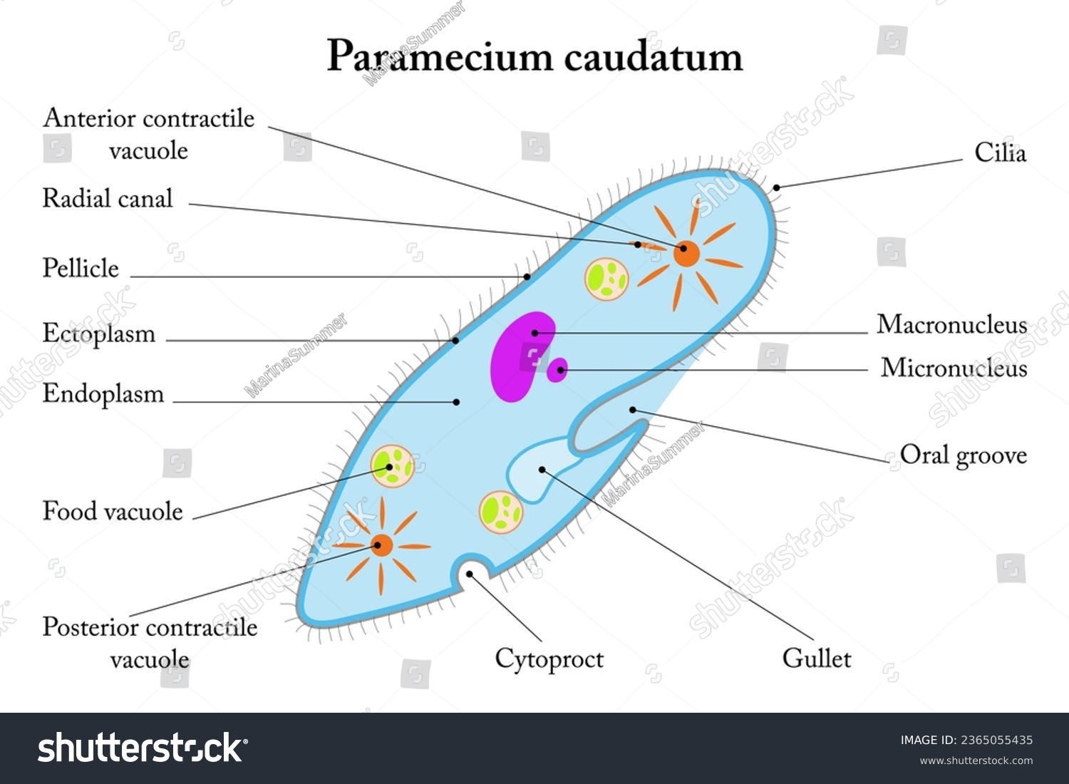 Labelled Diagram Of Paramecium Caudatum. - Royalty Free Stock Vector ...