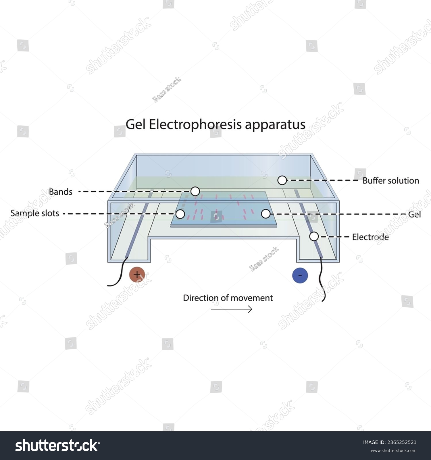 Diagram Showing Gel Electrophoresis Apparatus Royalty Free Stock Vector 2365252521