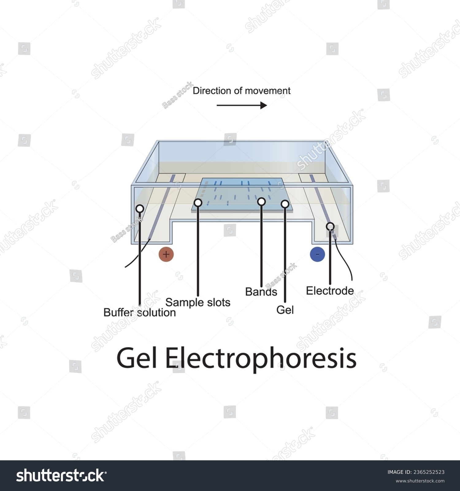 Diagram Showing Gel Electrophoresis Apparatus Royalty Free Stock Vector 2365252523