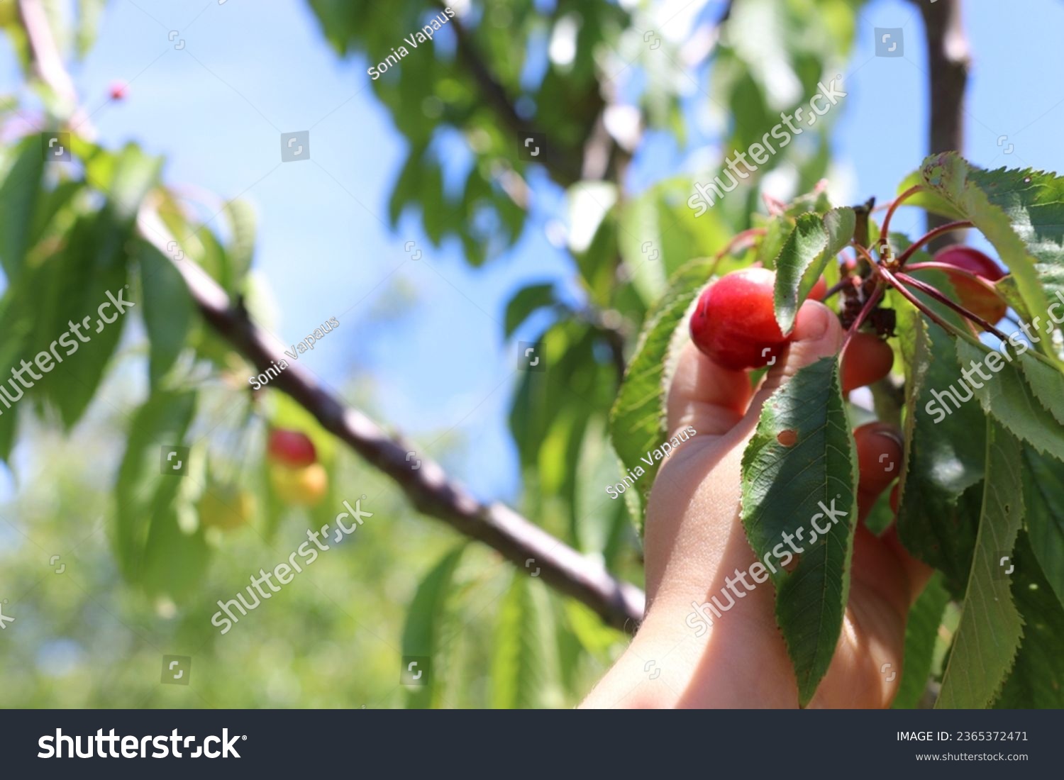 Hand picking bing cherries off cherry tree #2365372471