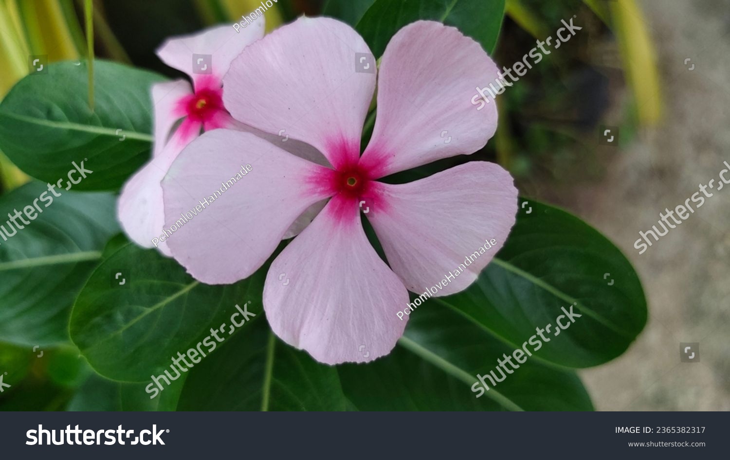 Madagascar periwinkle, Vinca,Old maid, Cayenne jasmine, Rose periwinkle, beautiful pink flower background. Five-pointed flower #2365382317
