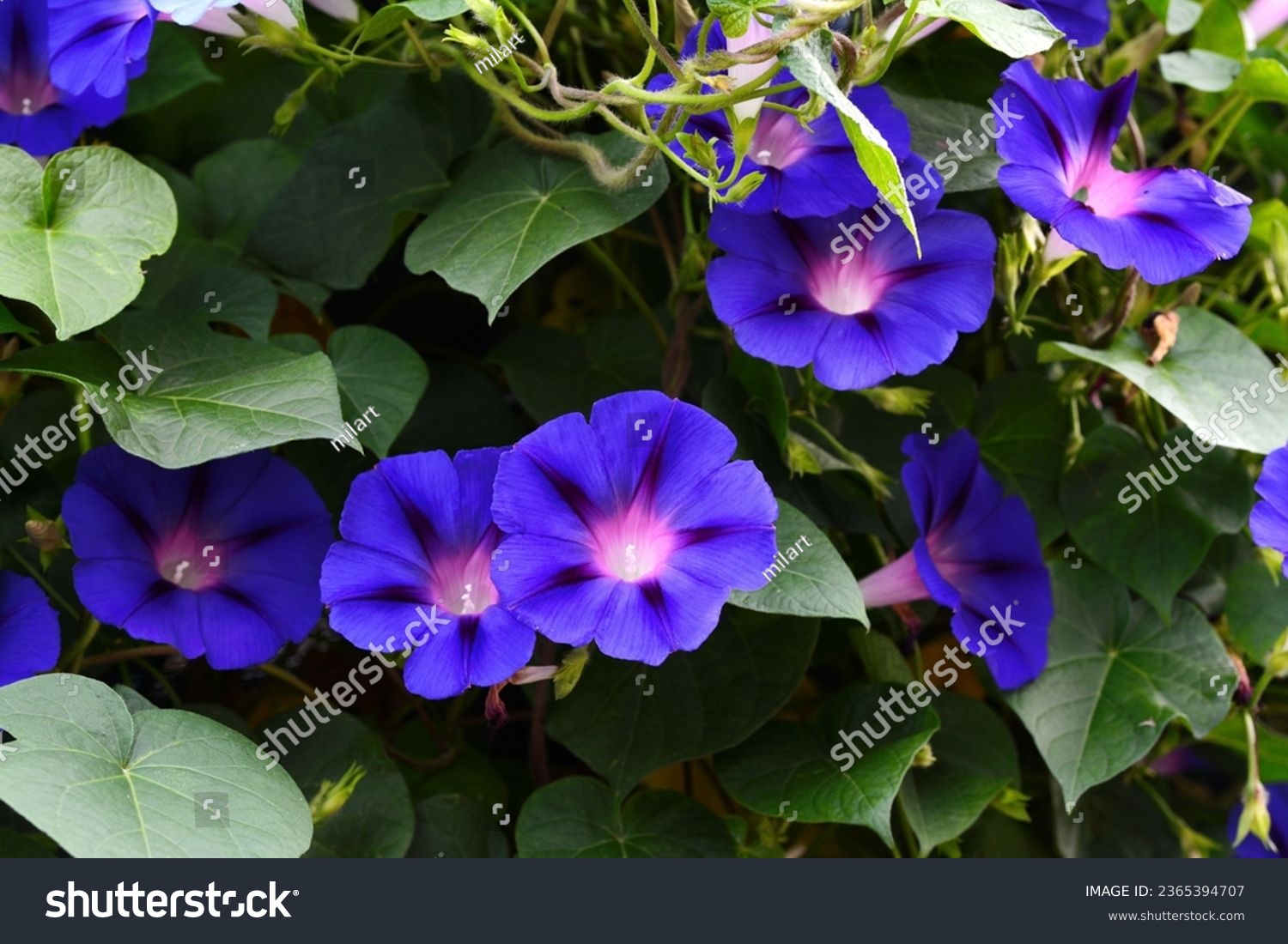 beautiful blue morning glory flowers. Ipomoea indica is a species of flowering plant in the family Convolvulaceae, known by several common names, including Blue morning glory, Oceanblue morning glory #2365394707