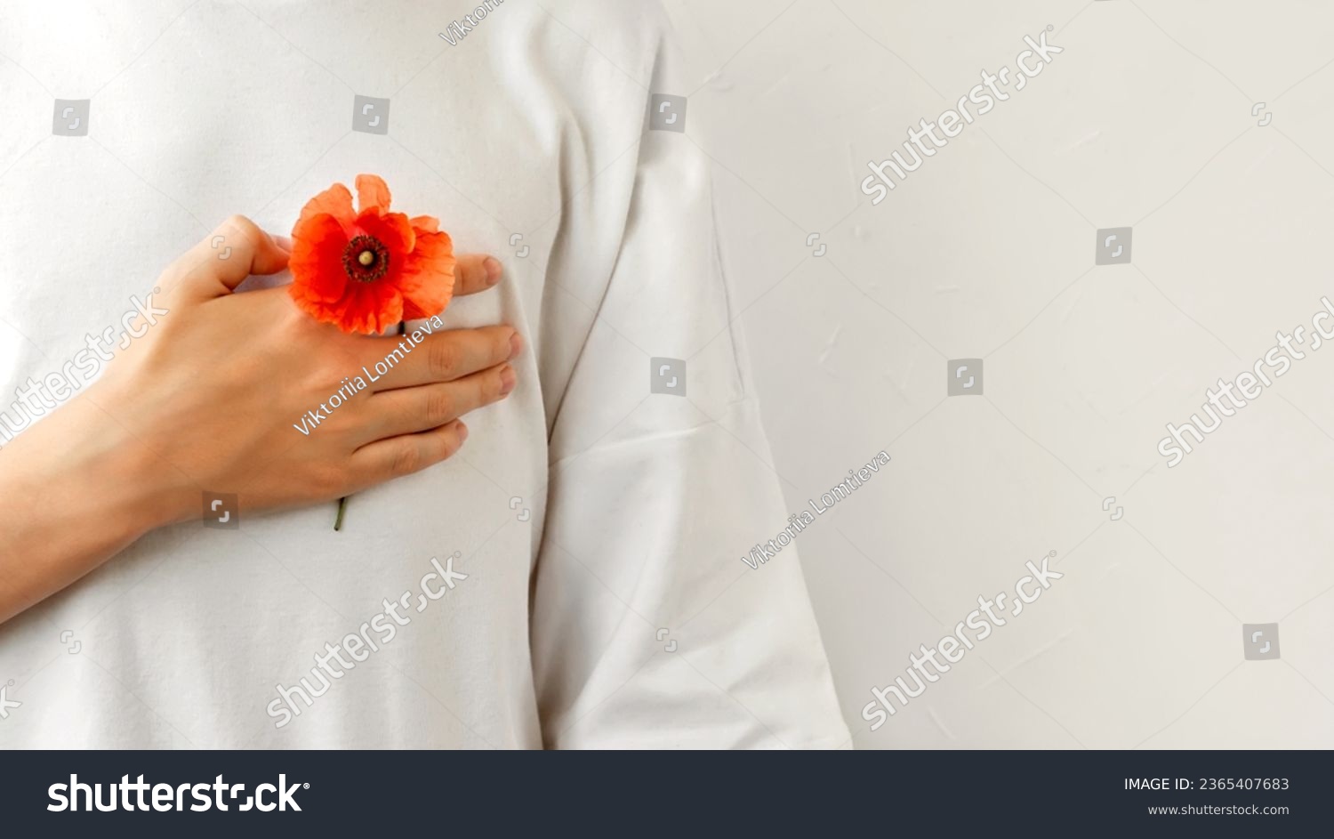 Hand on chest with red poppy flower on neutral white background. Military, Veterans day, remembrance and reconciliation concept. #2365407683