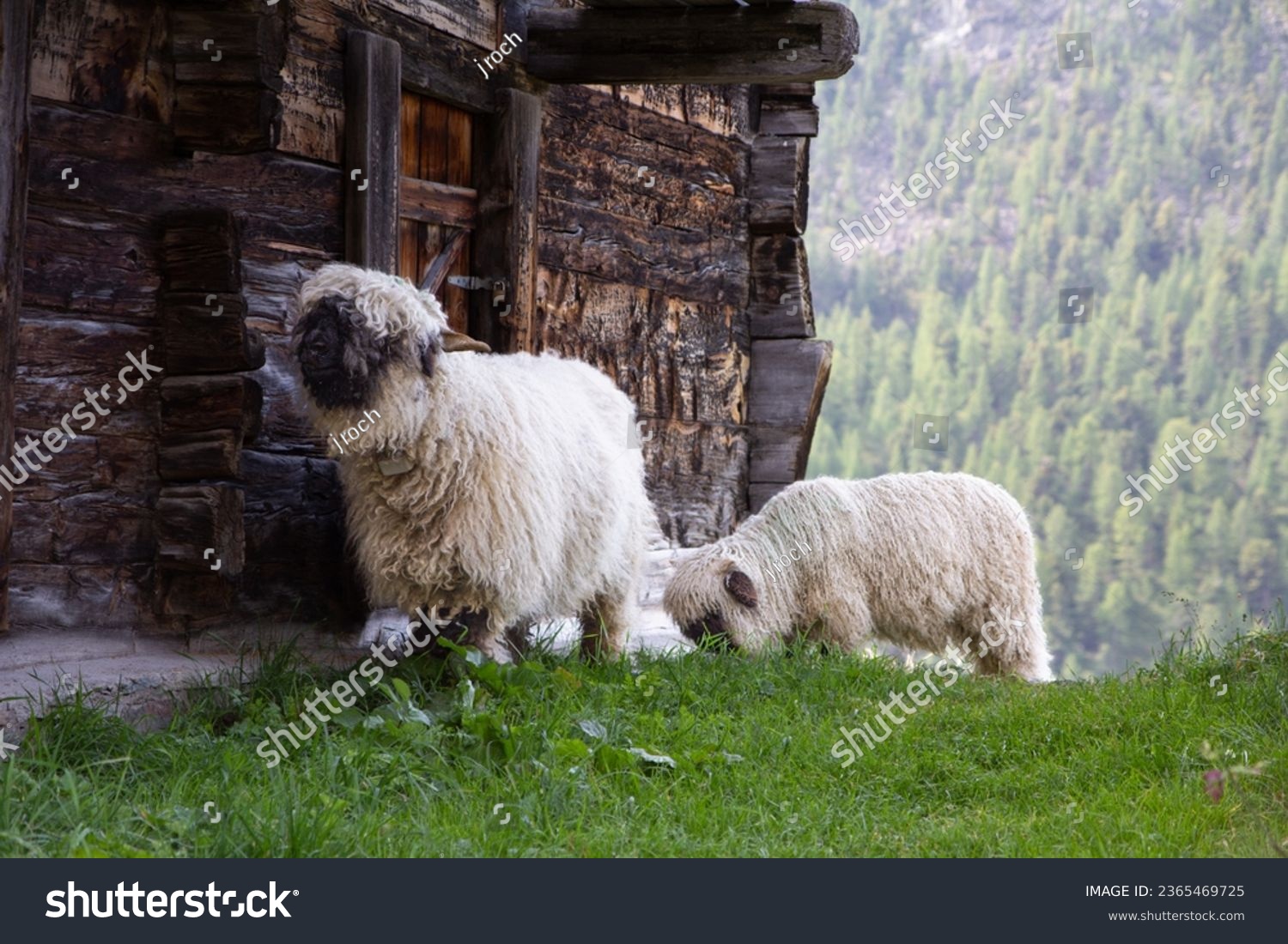 Two Valais Blacknoise sheep next to an old house in the Swiss Alps. #2365469725