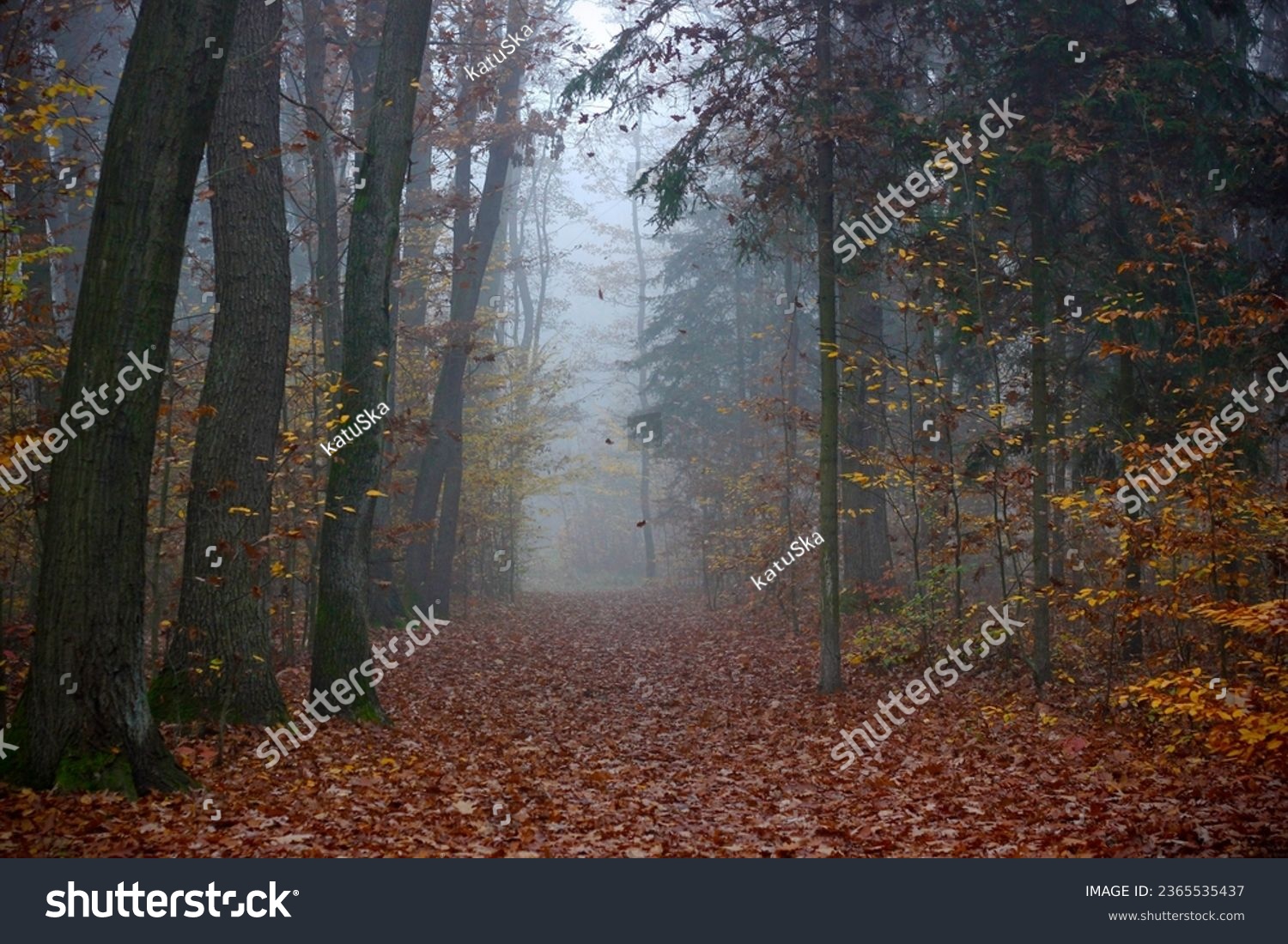 Beautiful mystical autumn forest in the fog. Fairy, autumnal mysterious trees with yellow and orange leaves. Scenery with path in a dreamy foggy forest. Nature background #2365535437
