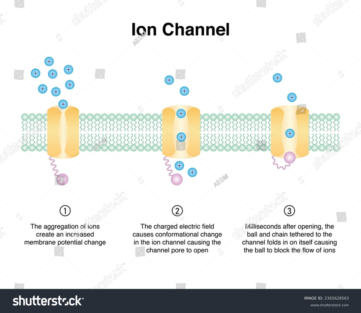 Scientific Designing of Ion Channel and Ion - Royalty Free Stock Vector ...