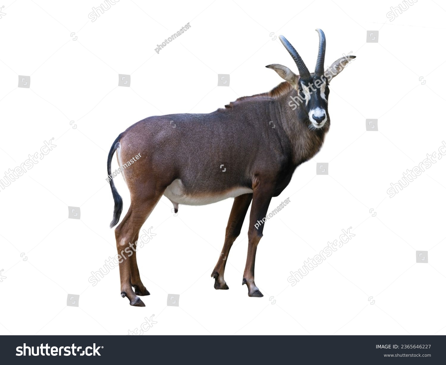  sable antelope isolated on white background #2365646227