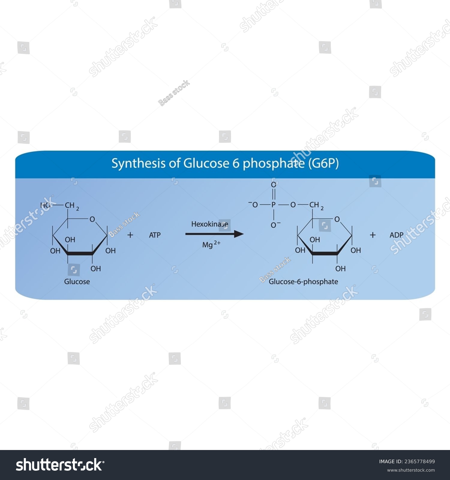 Synthesis Of Glucose 6 Phosphate G6p From Royalty Free Stock Vector 2365778499 8233