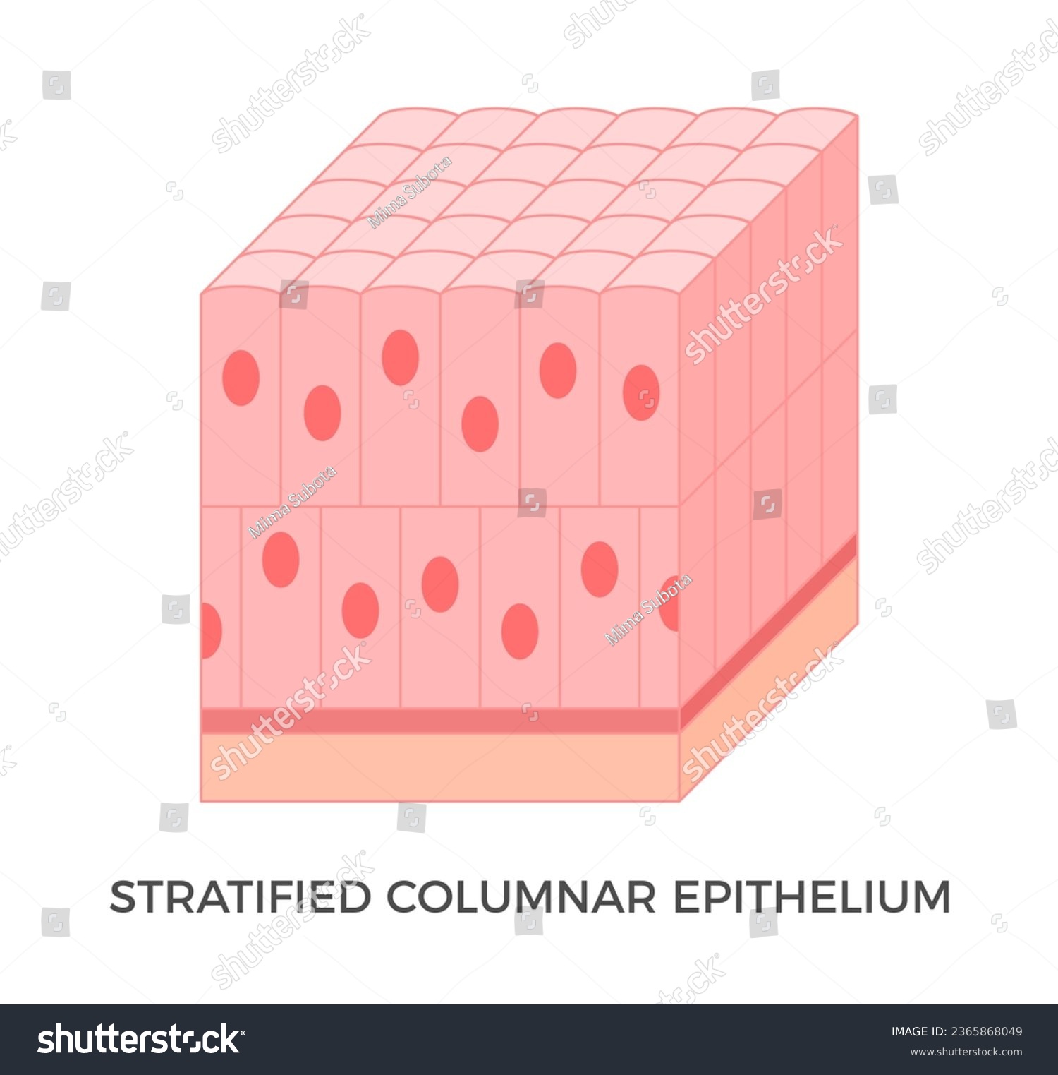 Stratified Columnar Epithelium Epithelial Royalty Free Stock Vector Avopix Com